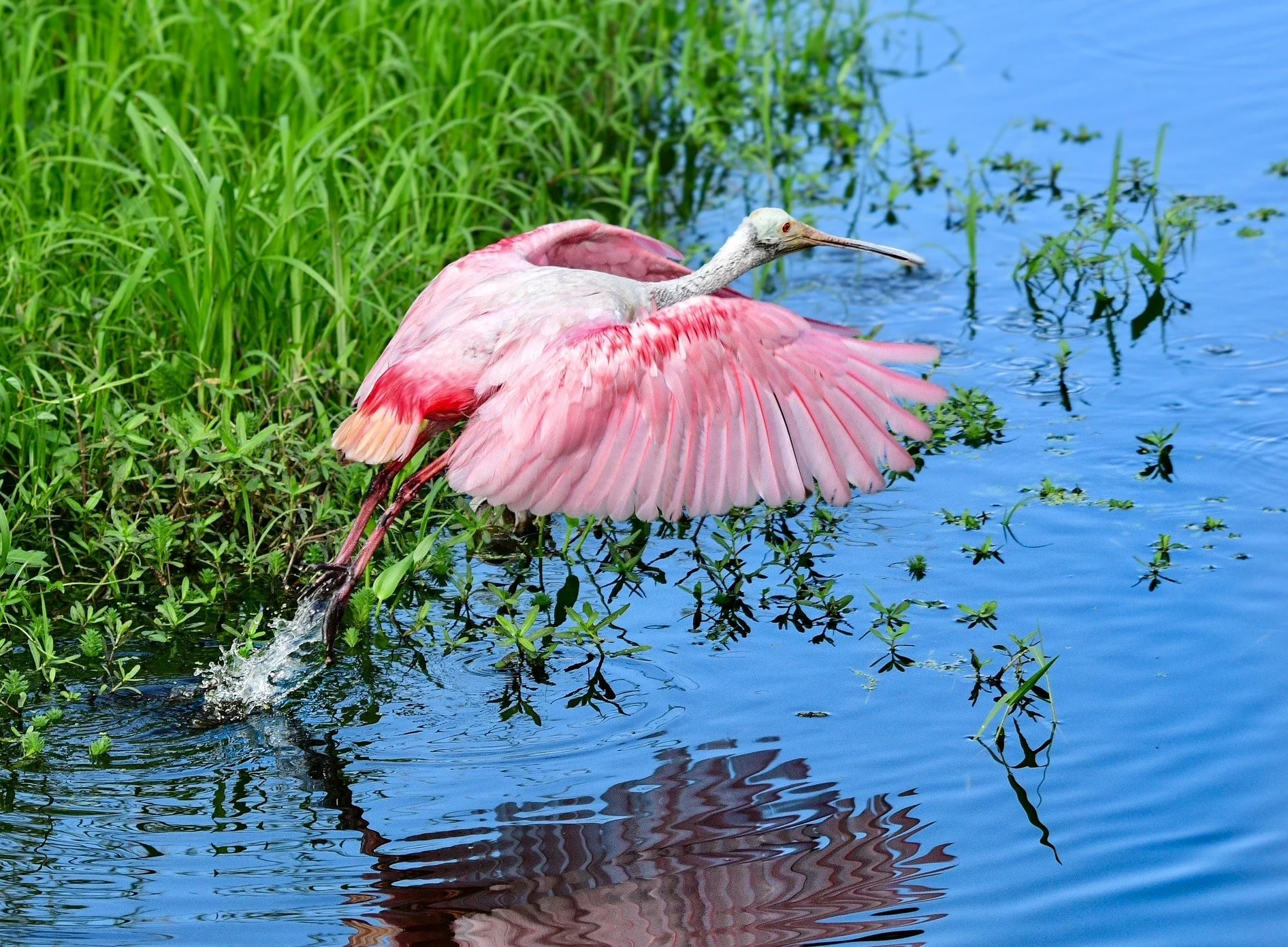 Roseate Spoonbill taking flight from the shallow water, its bright pink wings fully spread.