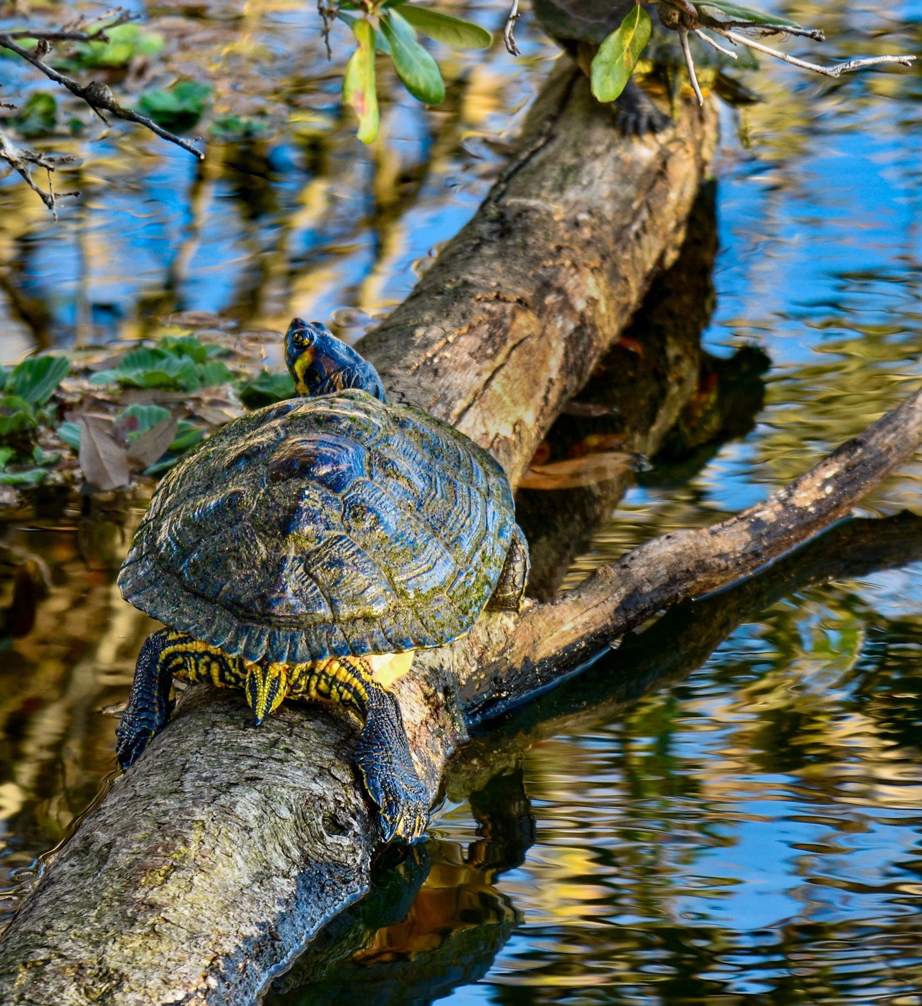 A painted turtle basking in the sun on a weathered log floating in the calm water at Eagle Lake Park, Largo FL