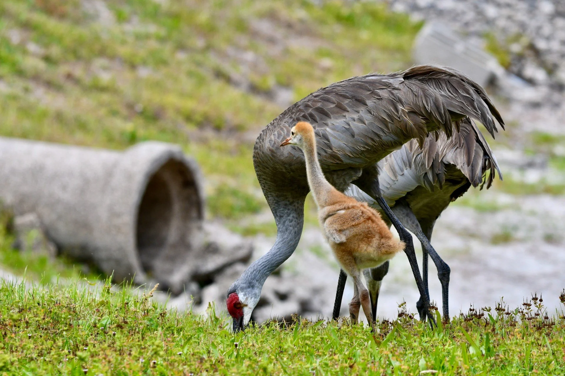 A majestic Sandhill Crane foraging with its chick in the  green grass.