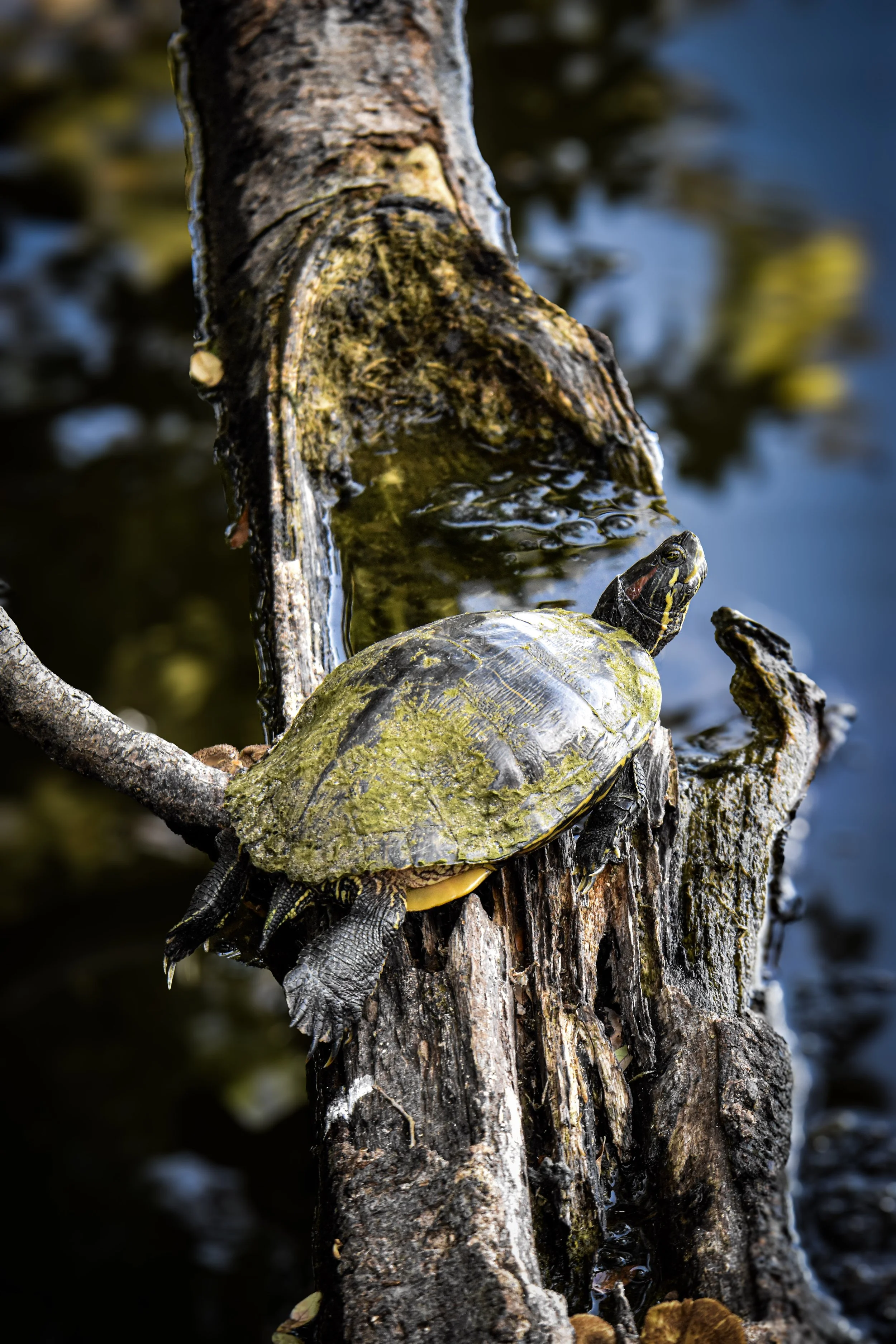 A turtle resting on a weathered log in a tranquil Florida wetland, surrounded by reflective water.