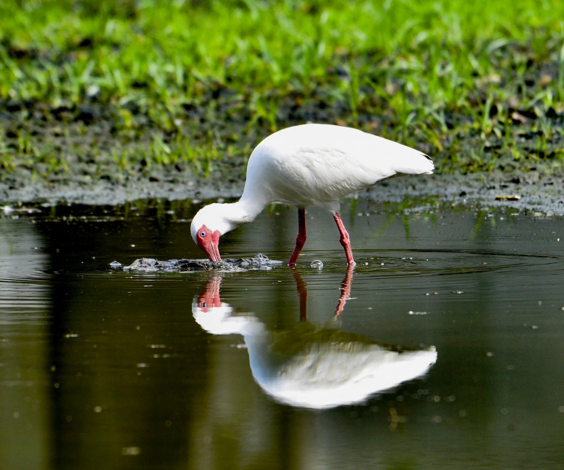 A close-up portrait of a White Ibis with its characteristic curved beak, foraging in calm water with a clear reflection.