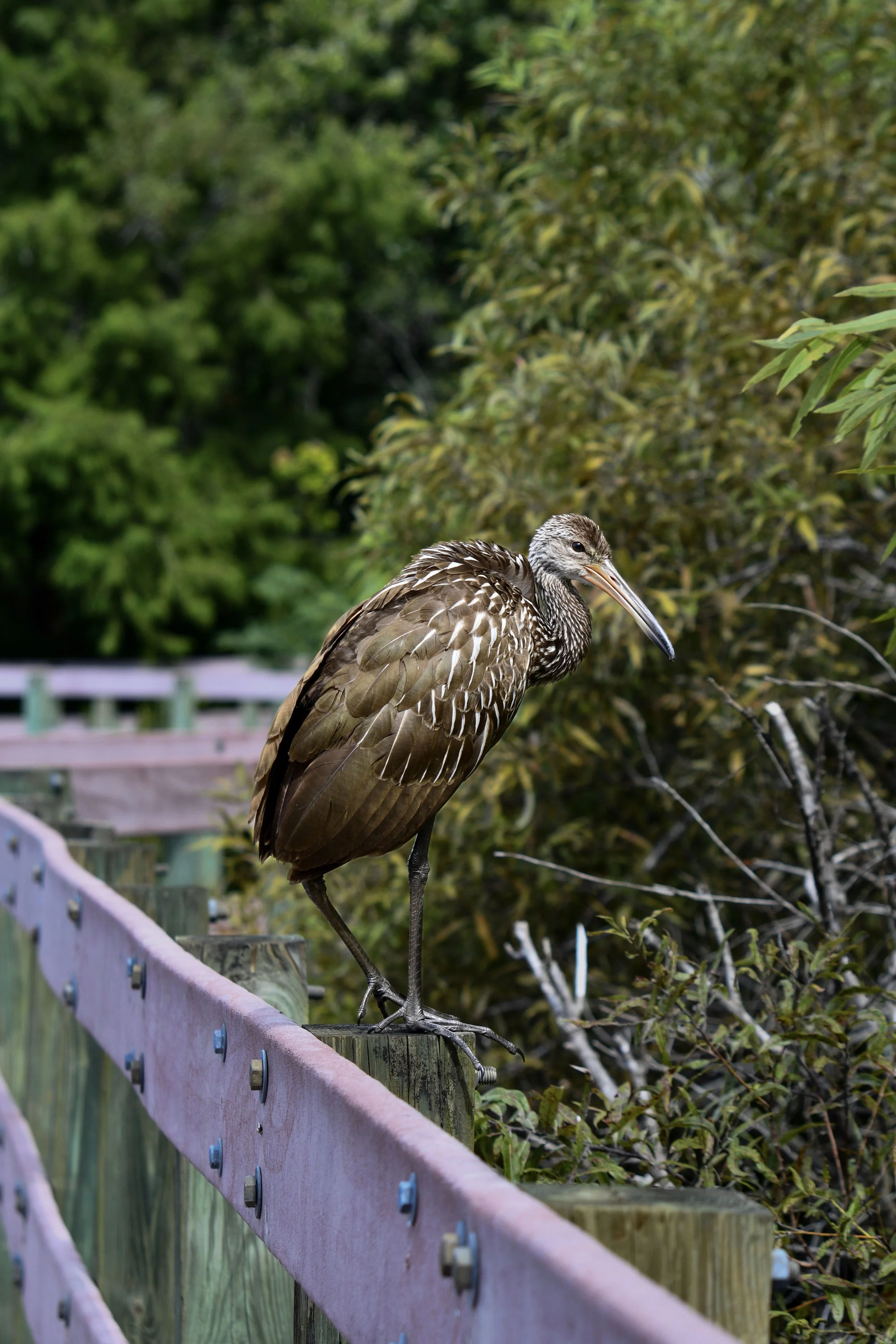 Limpkin perched on a wooden boardwalk railing beside dense green vegetation.