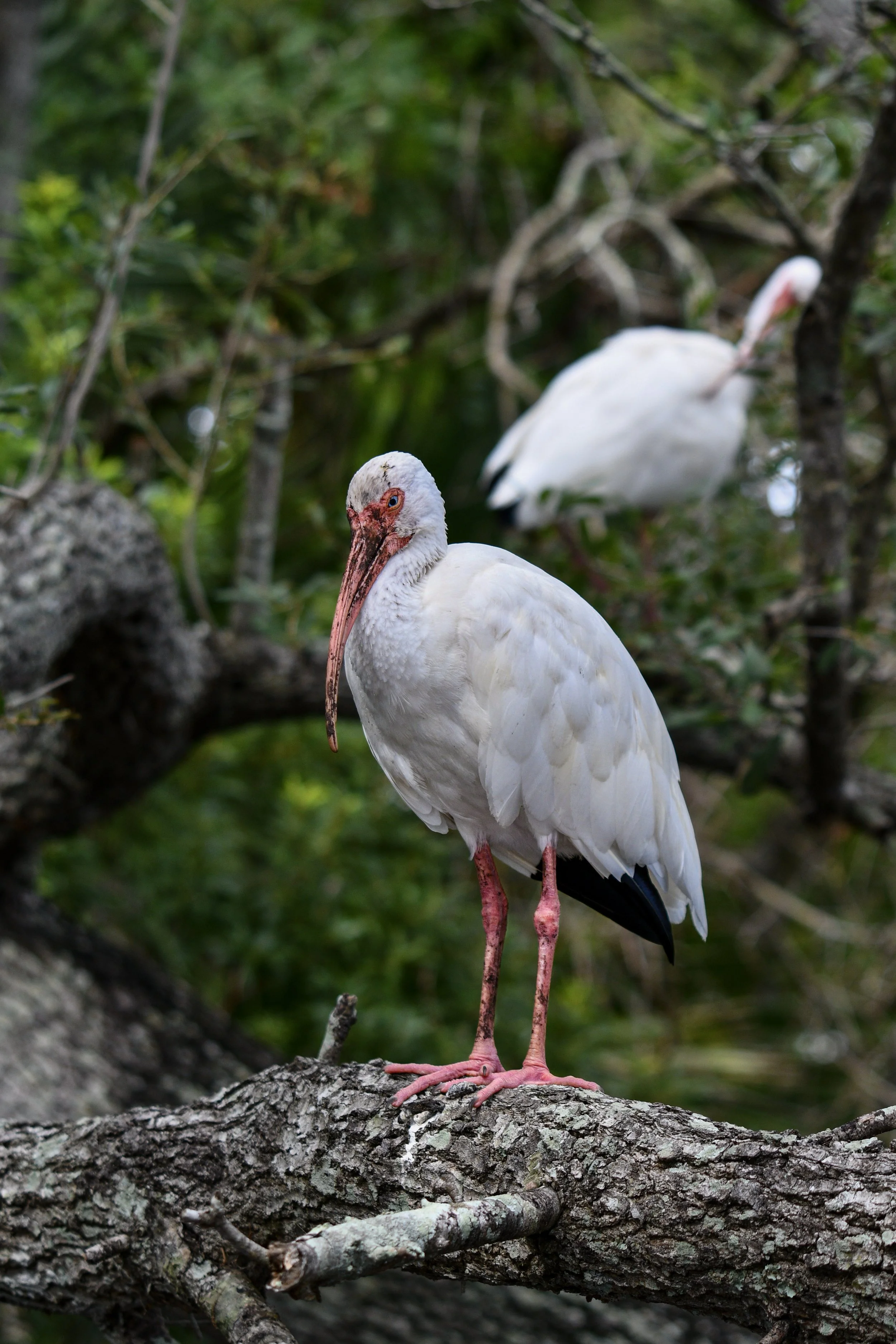 White ibis standing on a tree branch with another ibis in the background.