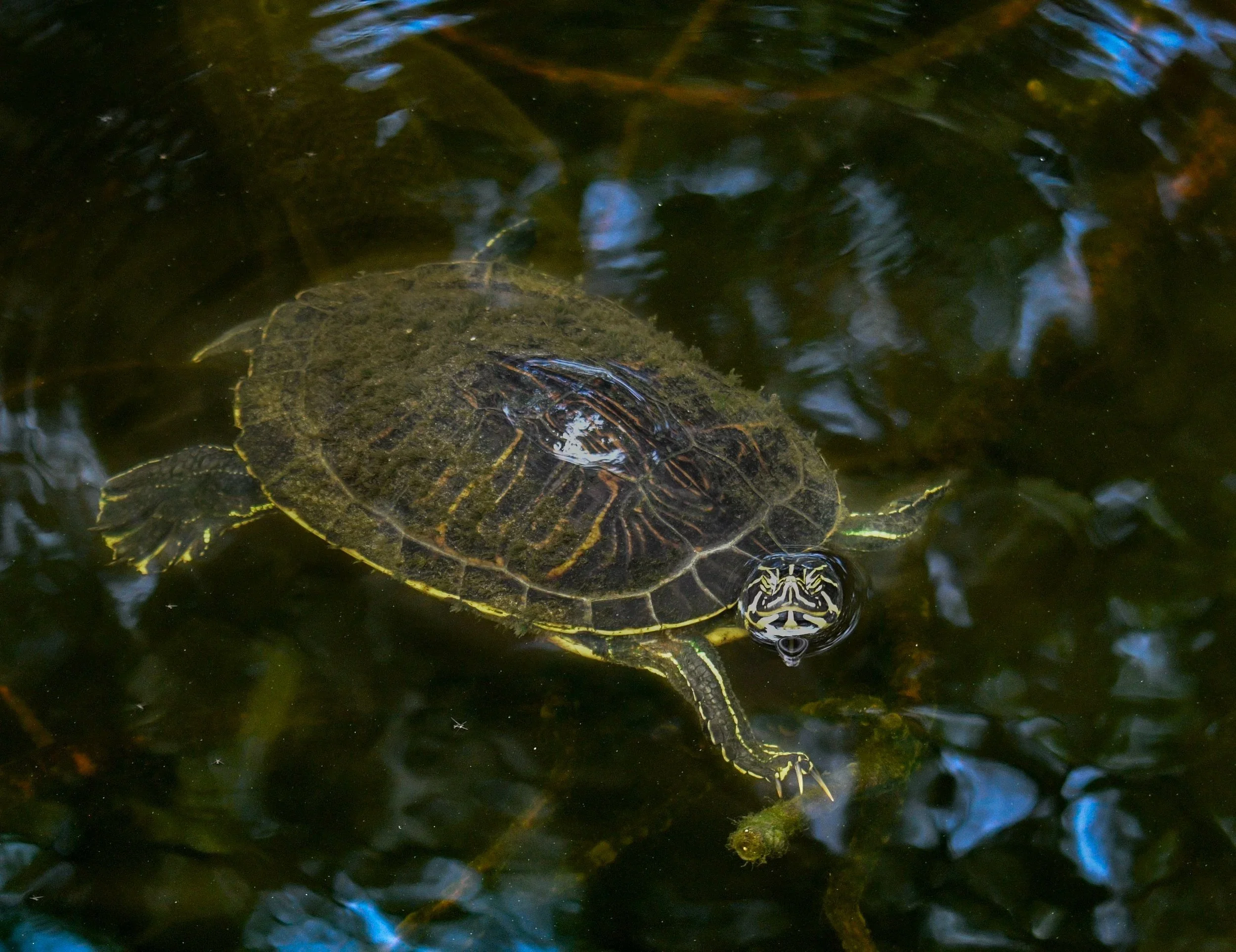 Pond slider turtle swimming just below the surface of a shaded pond.