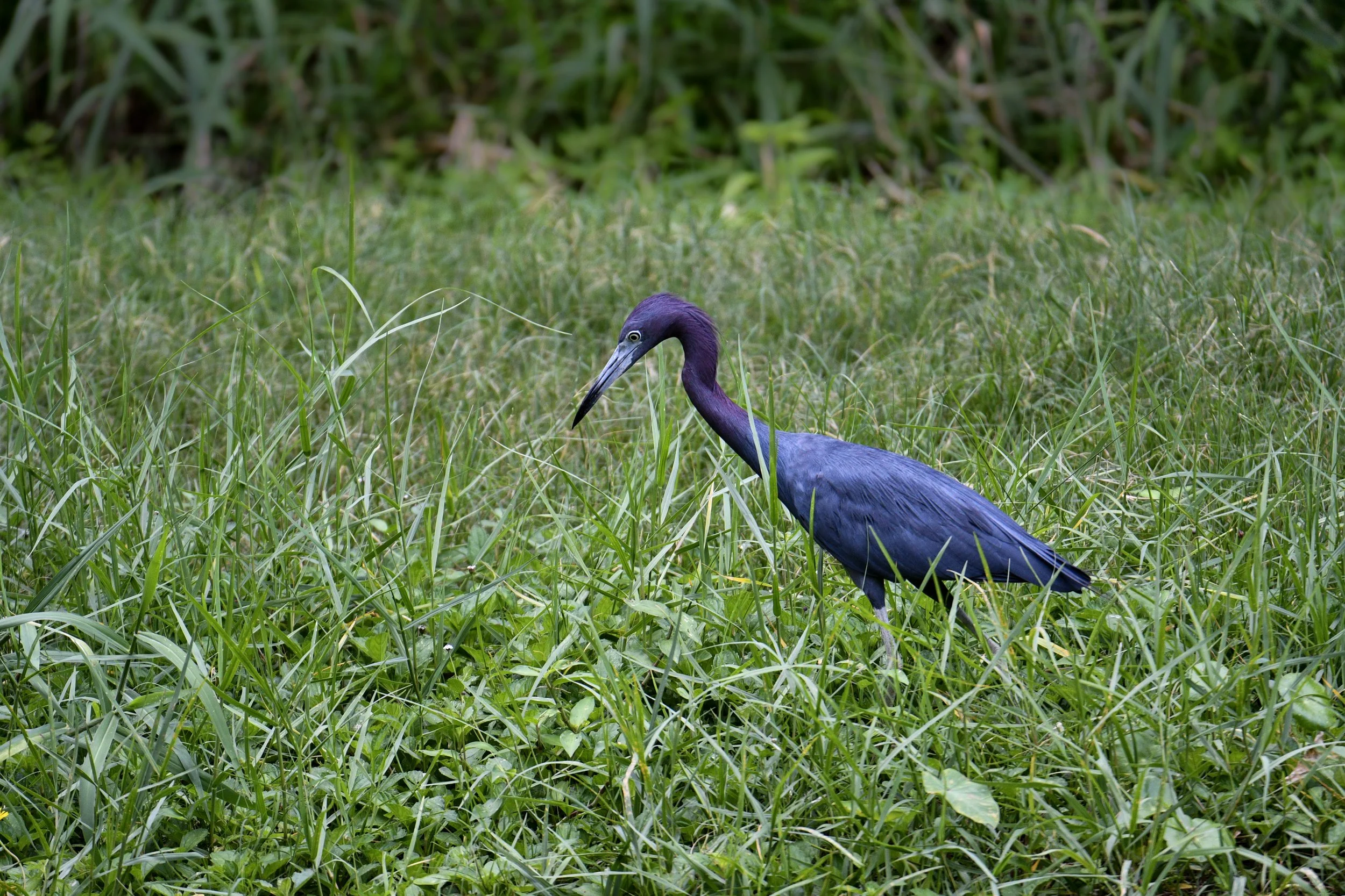 Little blue heron walking through tall green grass while searching for food.