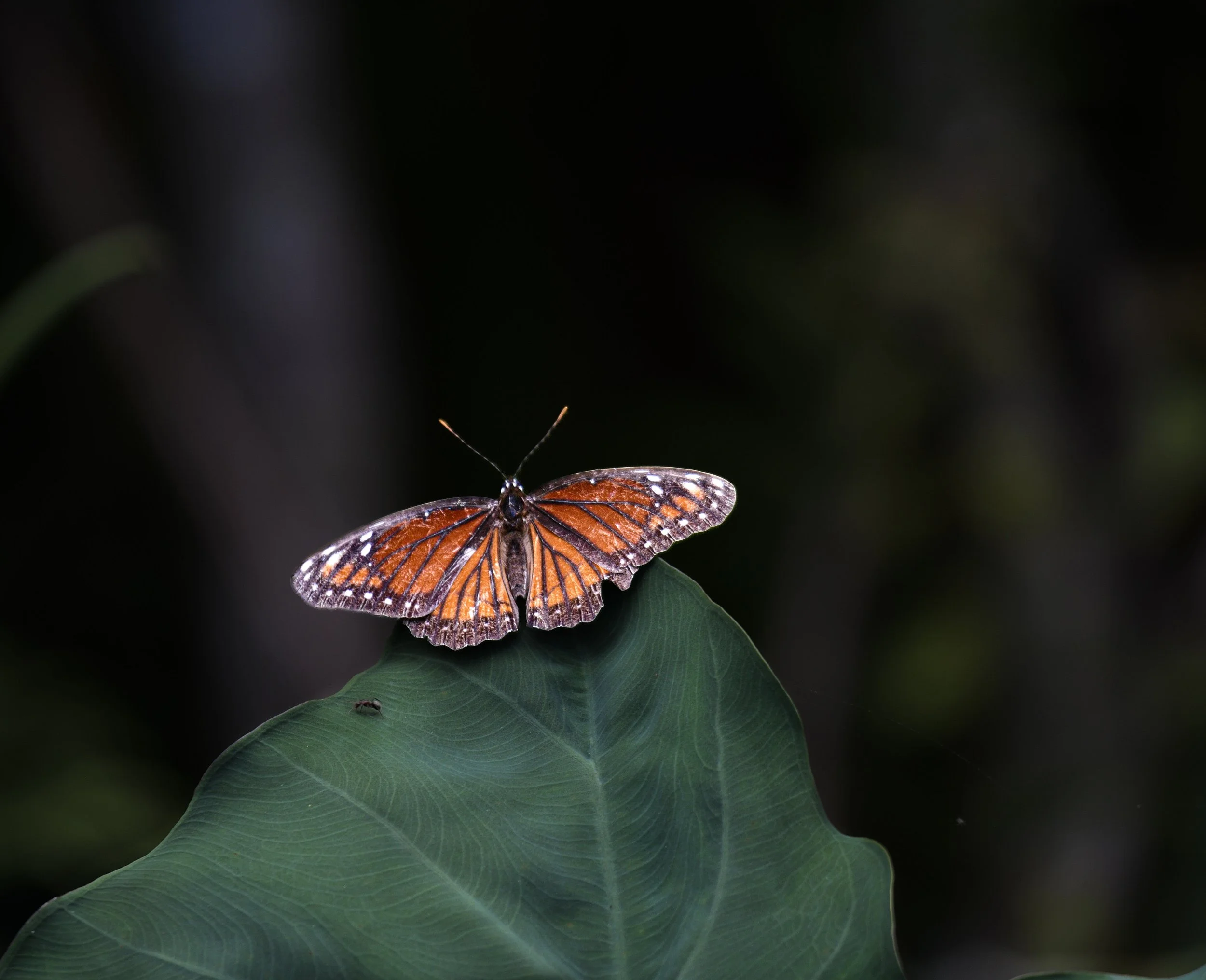 Orange and black butterfly resting on a large green leaf against a dark wooded background.