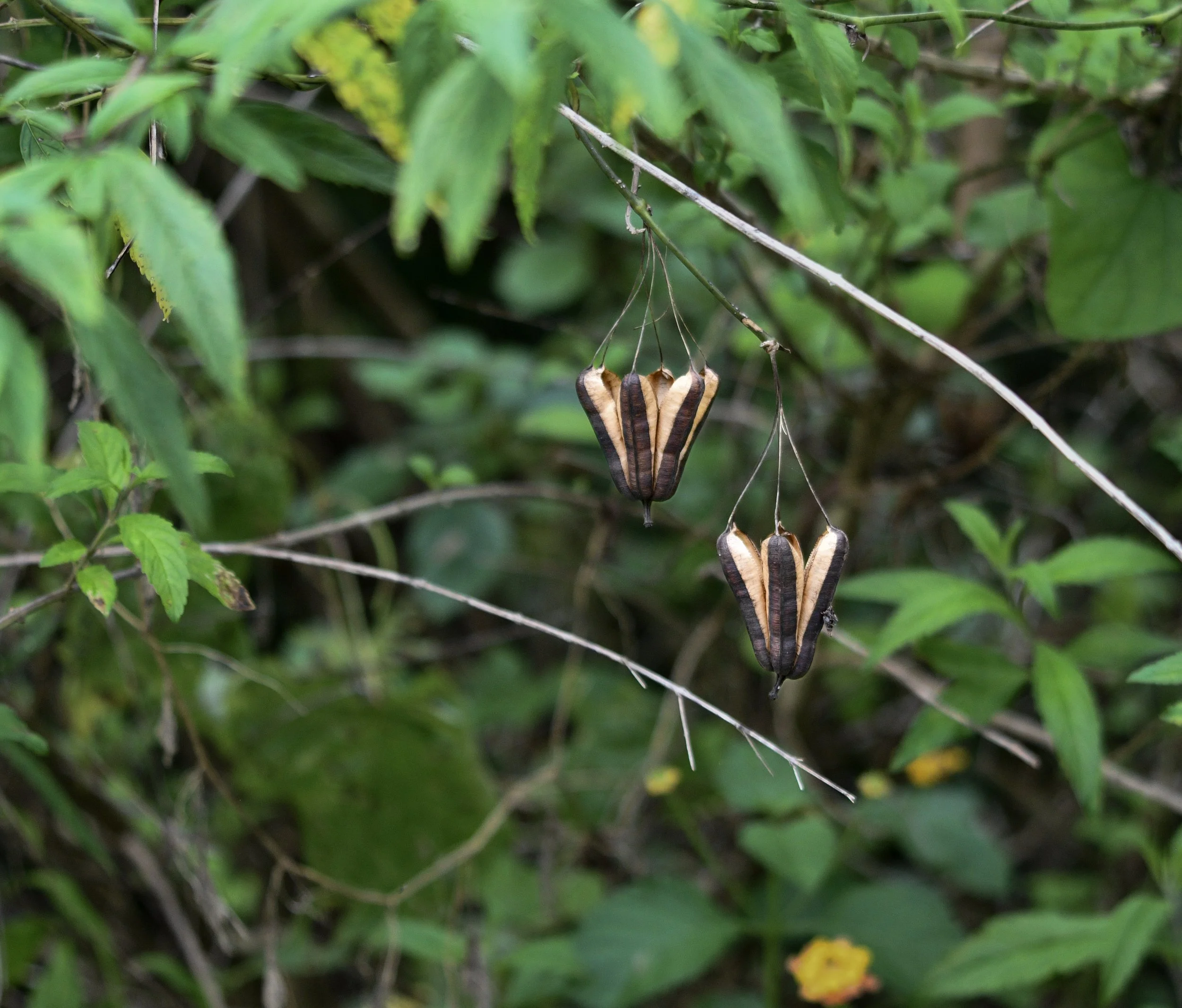Striped seed pods hanging from thin branches among green foliage.