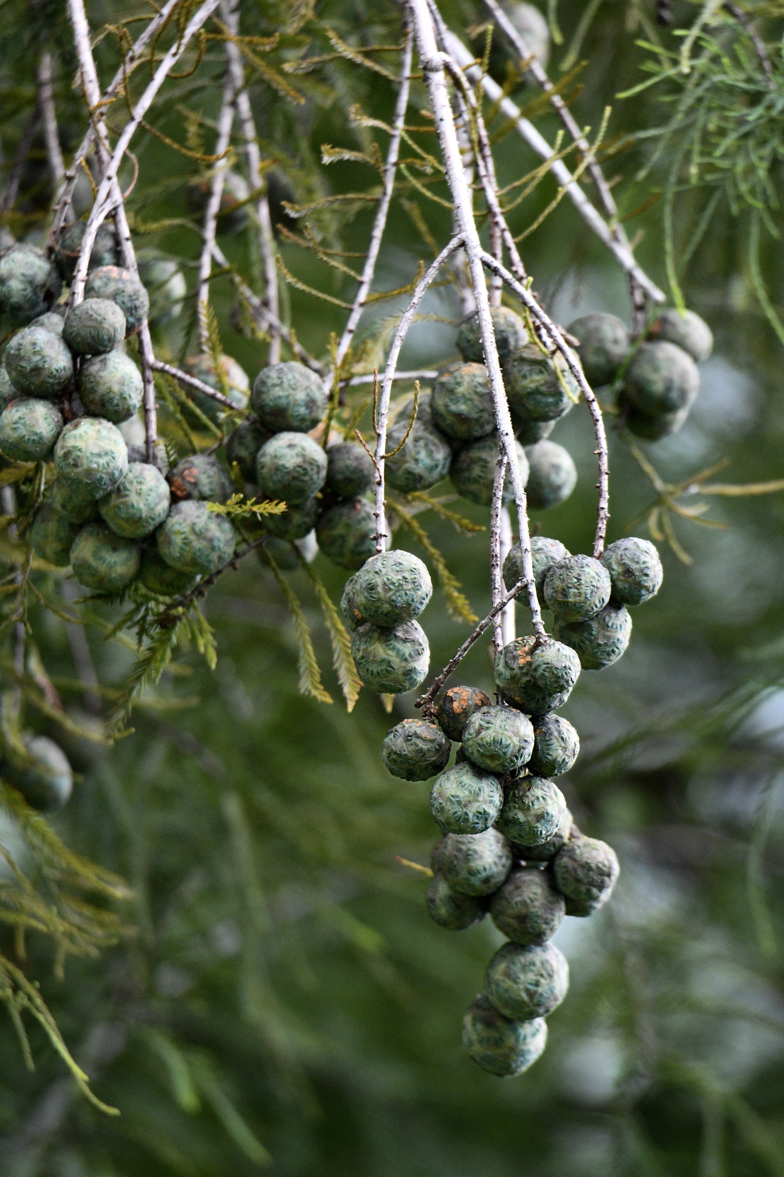 Clusters of round green seeds hanging from branches in dense vegetation.