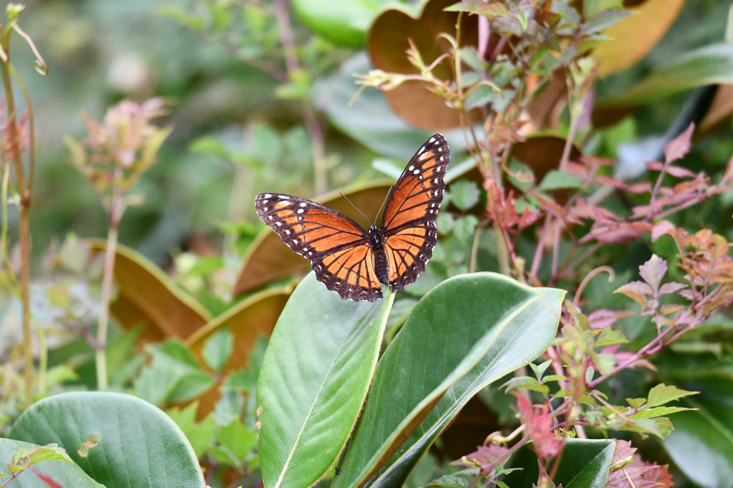 Orange and black butterfly perched on a broad green leaf among flowering plants.