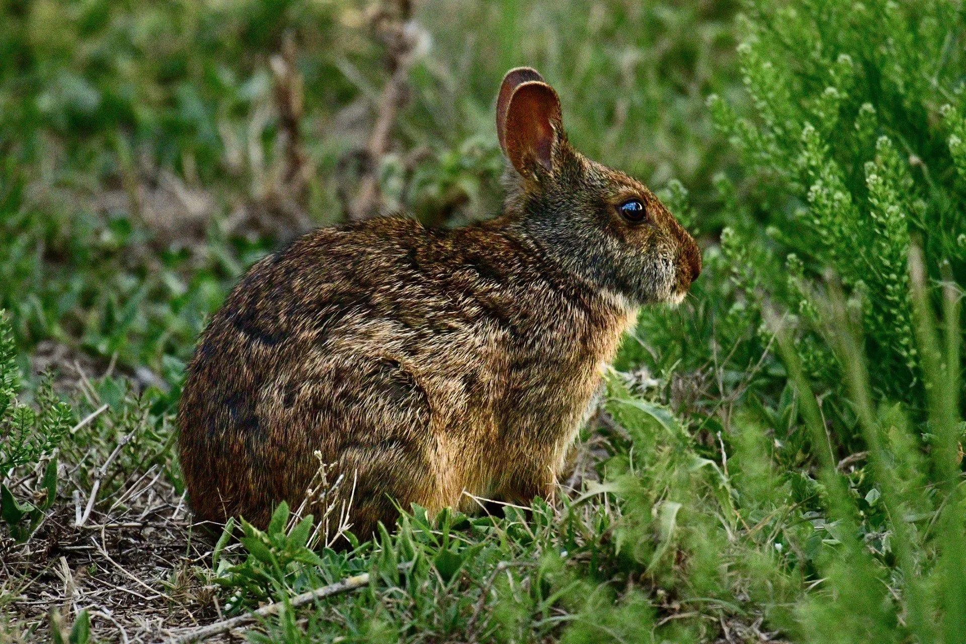 A small, dark Brown Marsh Rabbit resting in a patch of lush, green grass.