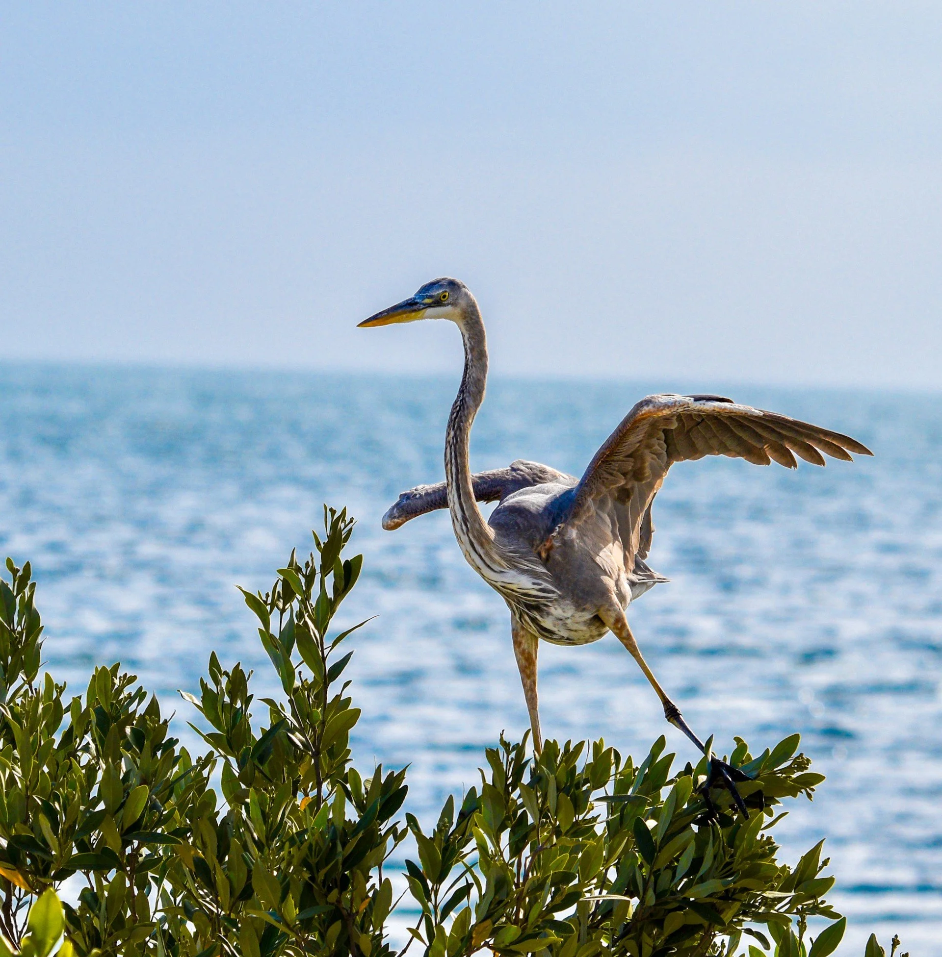 A majestic Great Blue Heron standing in the treetops, perfectly still in its natural habitat.