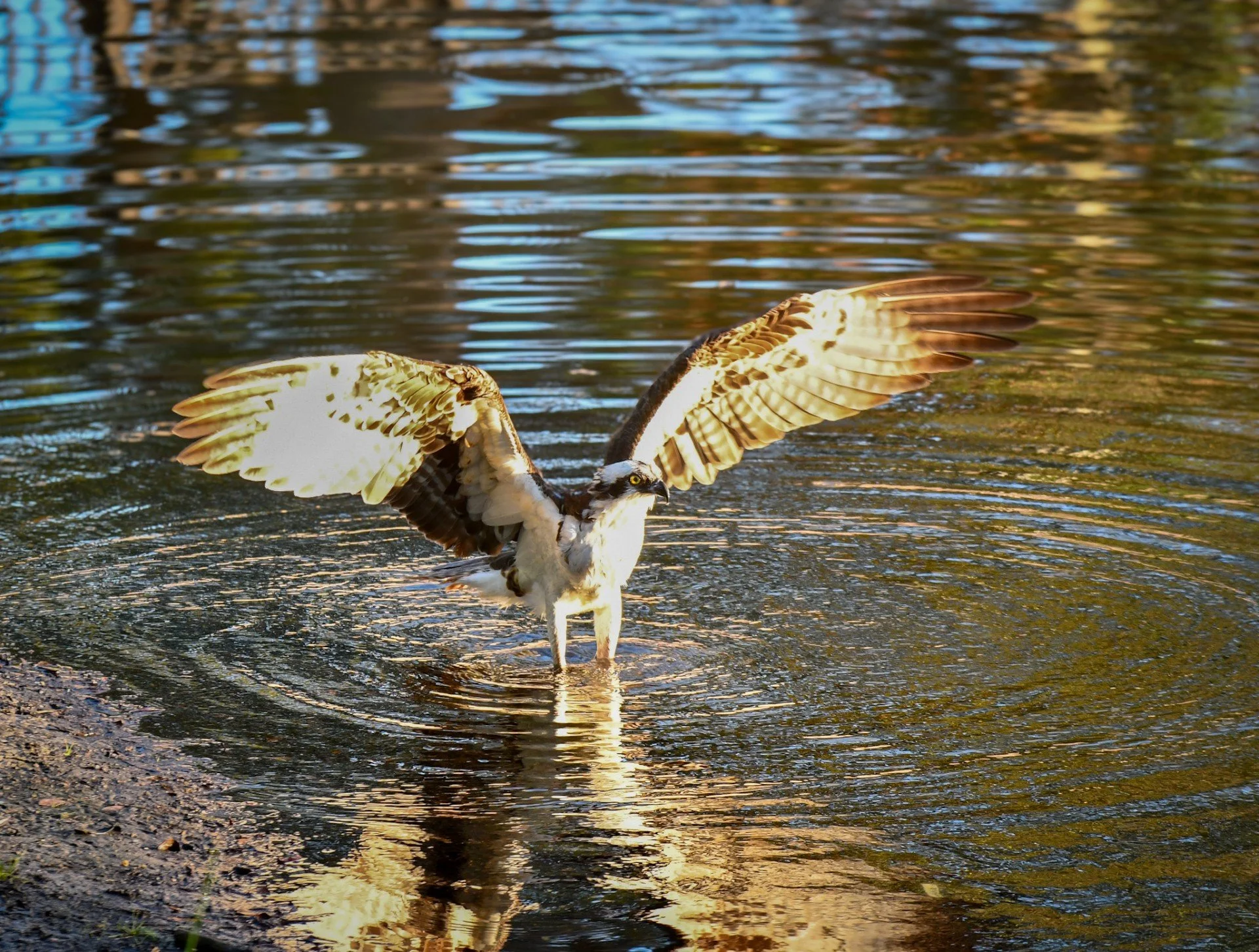 An Osprey with its wings fully spread over calm water.