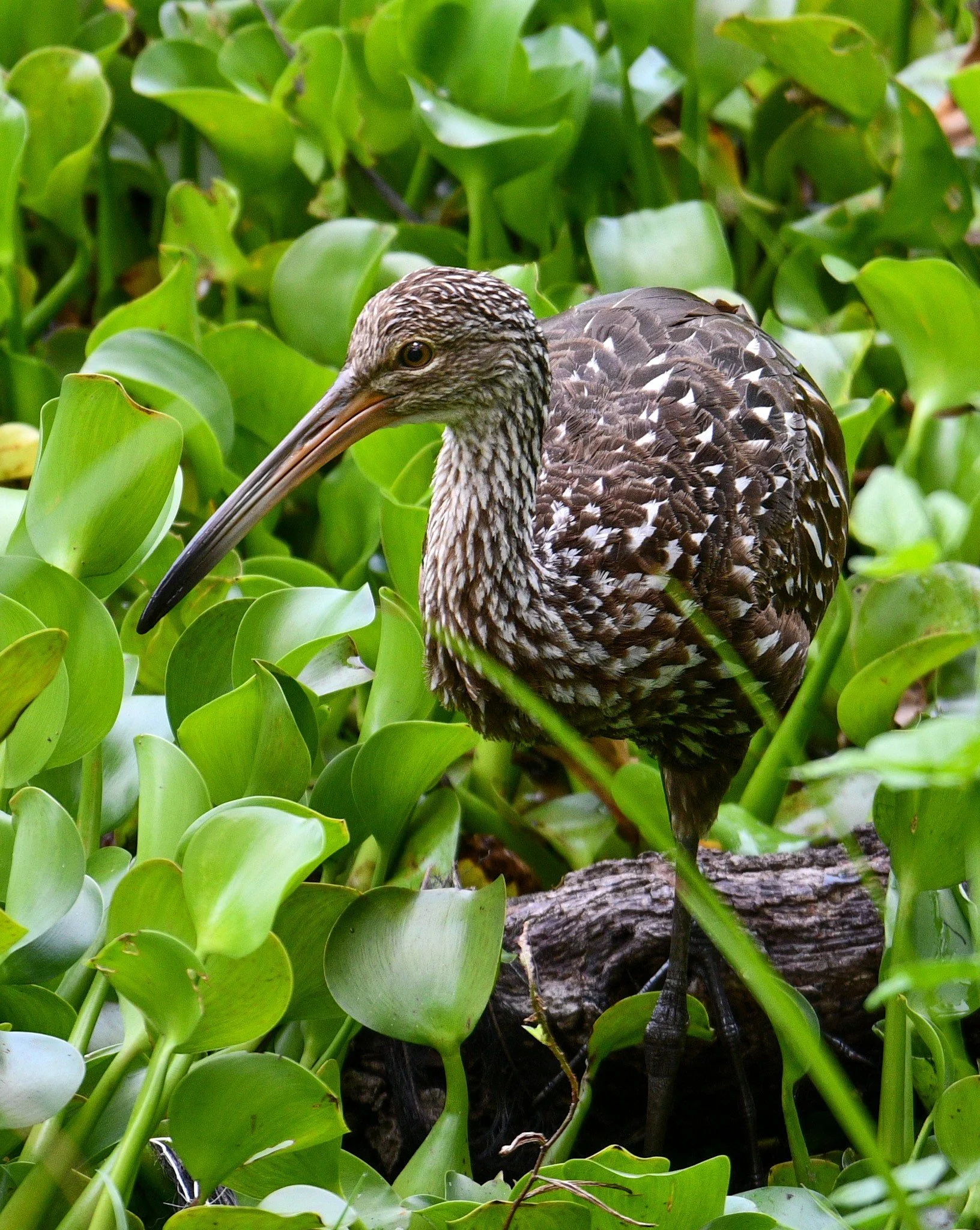 A detailed portrait of a Limpkin standing among lush green aquatic plants in its natural Florida wetland habitat.
