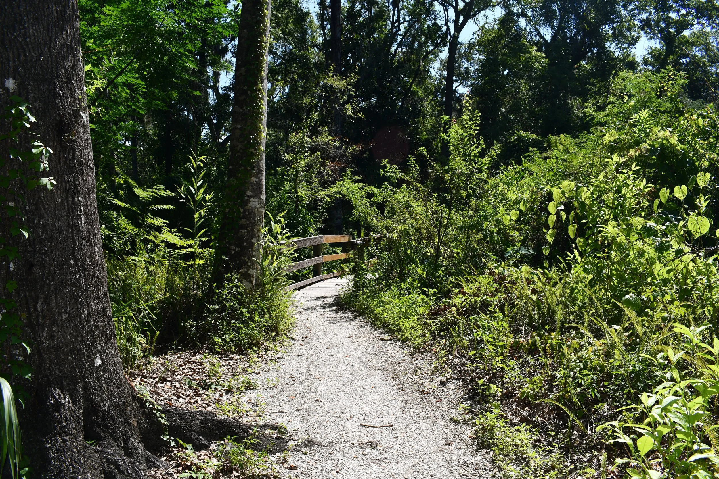 A winding shell trail lined with lush ferns and pine trees at Moccasin Lake Nature Park in Clearwater, FL