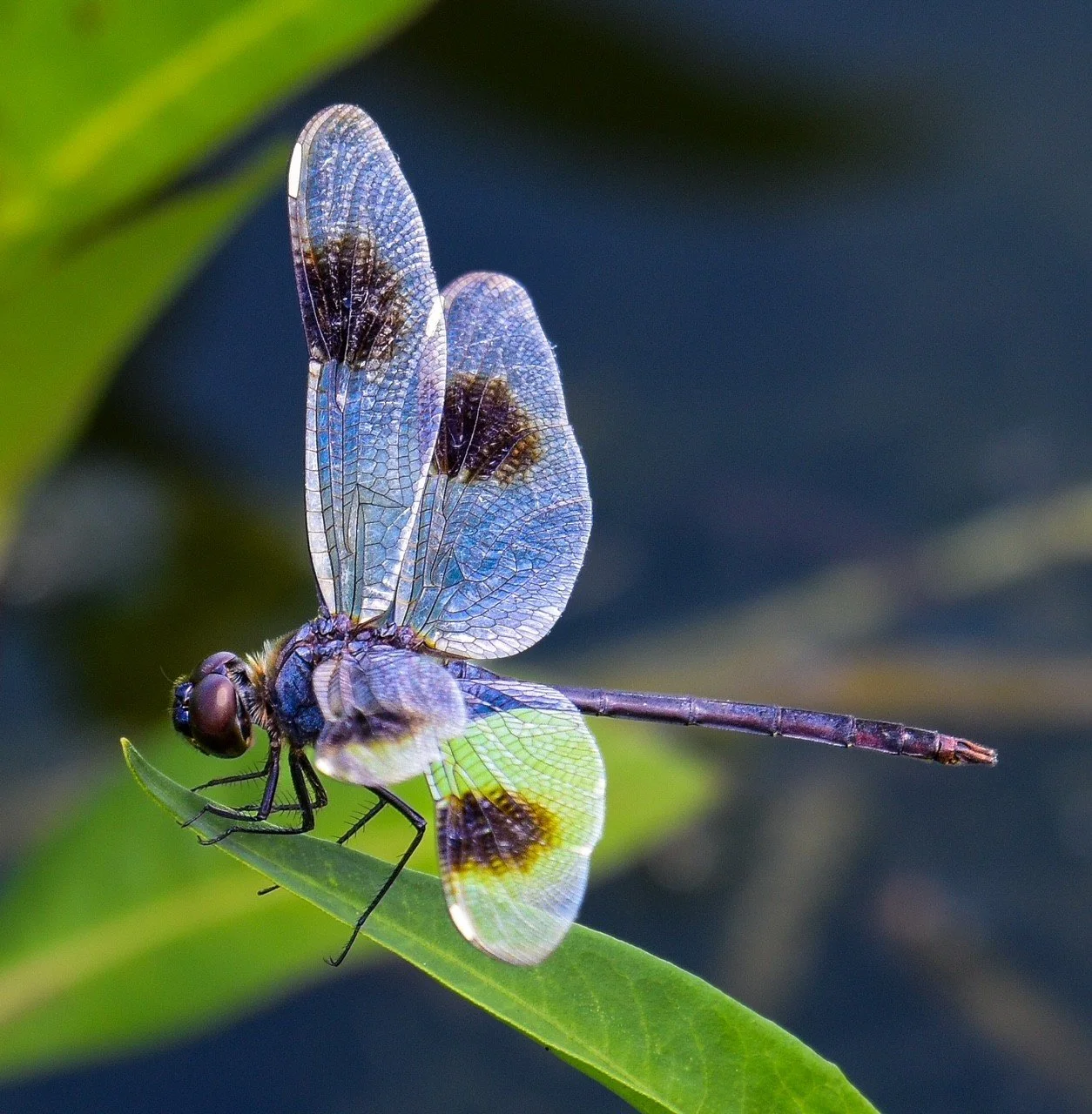A close-up, iridescent blue-and-purple dragonfly perched on a green leaf at Eagle Lake Park, with its intricate, transparent wings fully visible.