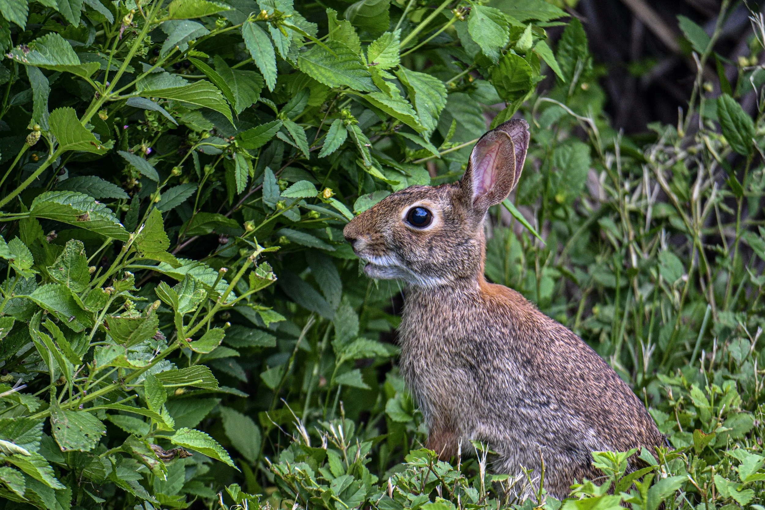 Wild rabbit sitting among thick green plants and grass.