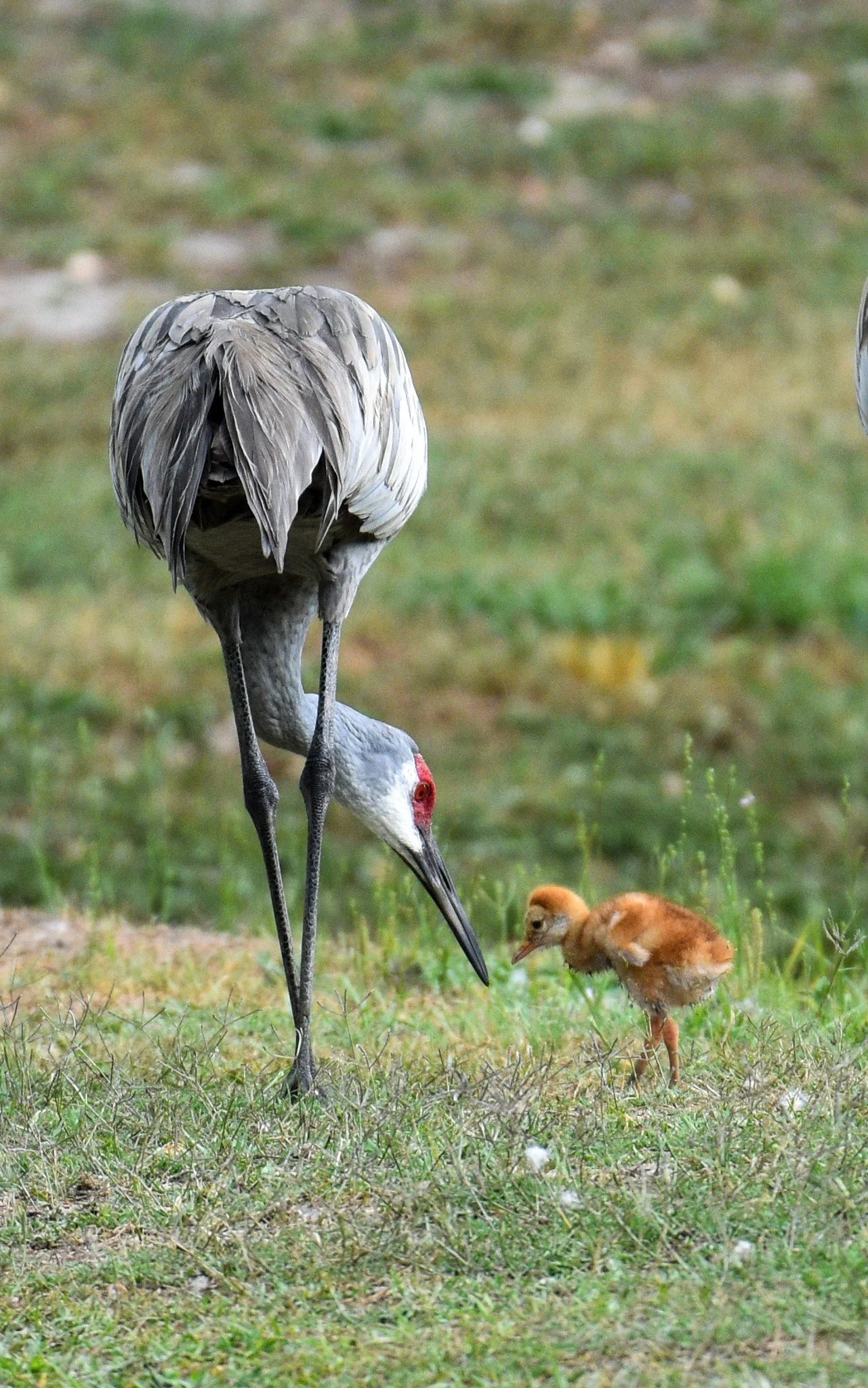 A majestic Sandhill Crane foraging with its chick in the green grasses of a Florida wetland.