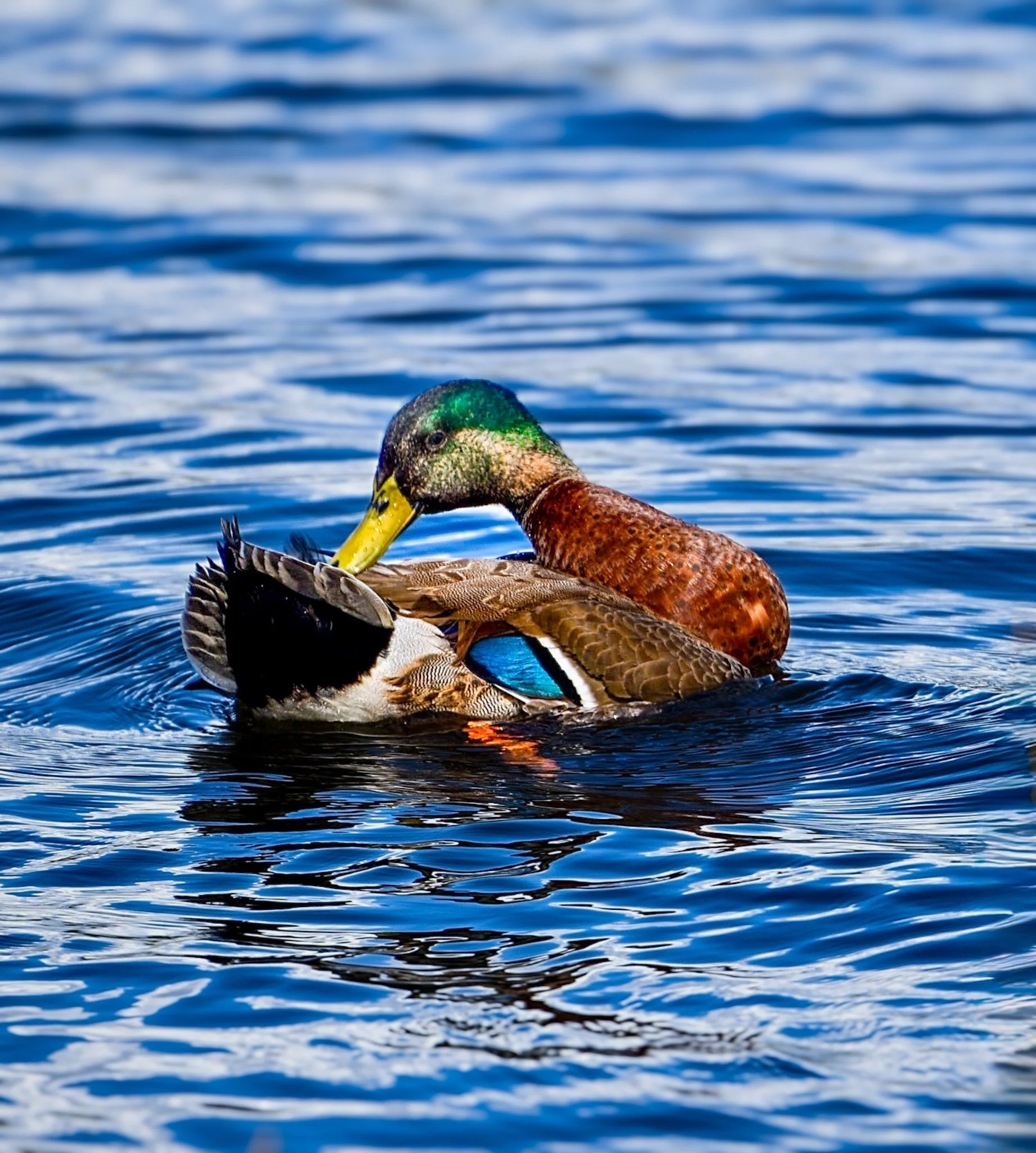 A male Mallard with a vibrant green head preening its chest feathers while floating in calm, reflective water.