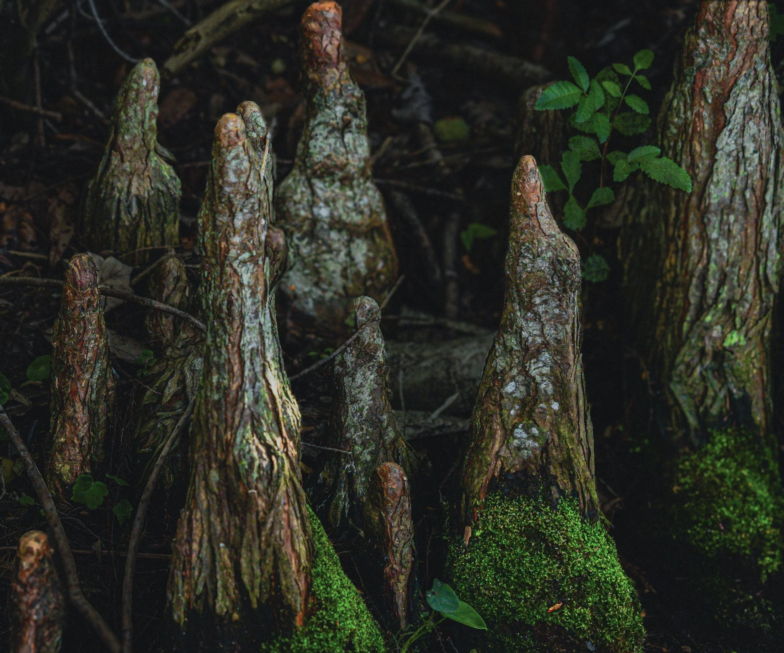 Cypress knees rising from a dark, moss-covered forest floor beneath trees.