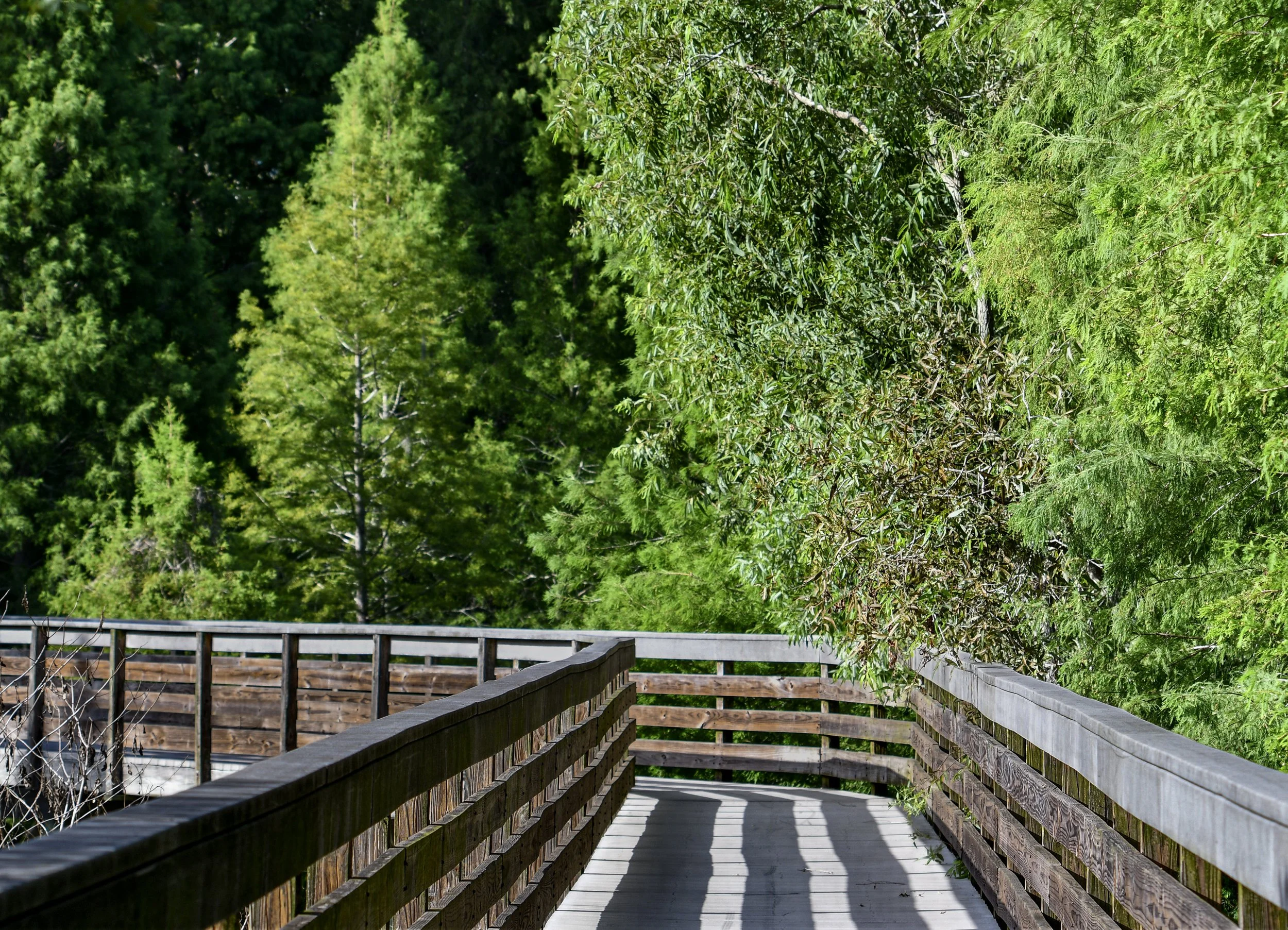 Wooden boardwalk winding through a lush green Florida wetland.