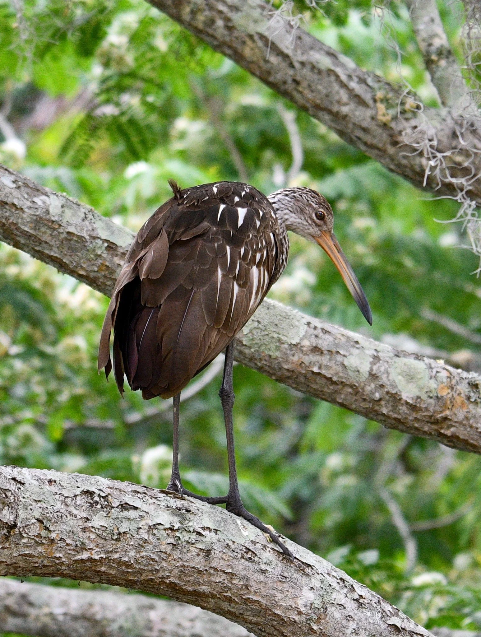 A detailed portrait of a Limpkin standing on a tree limb in its natural Florida wetland habitat.