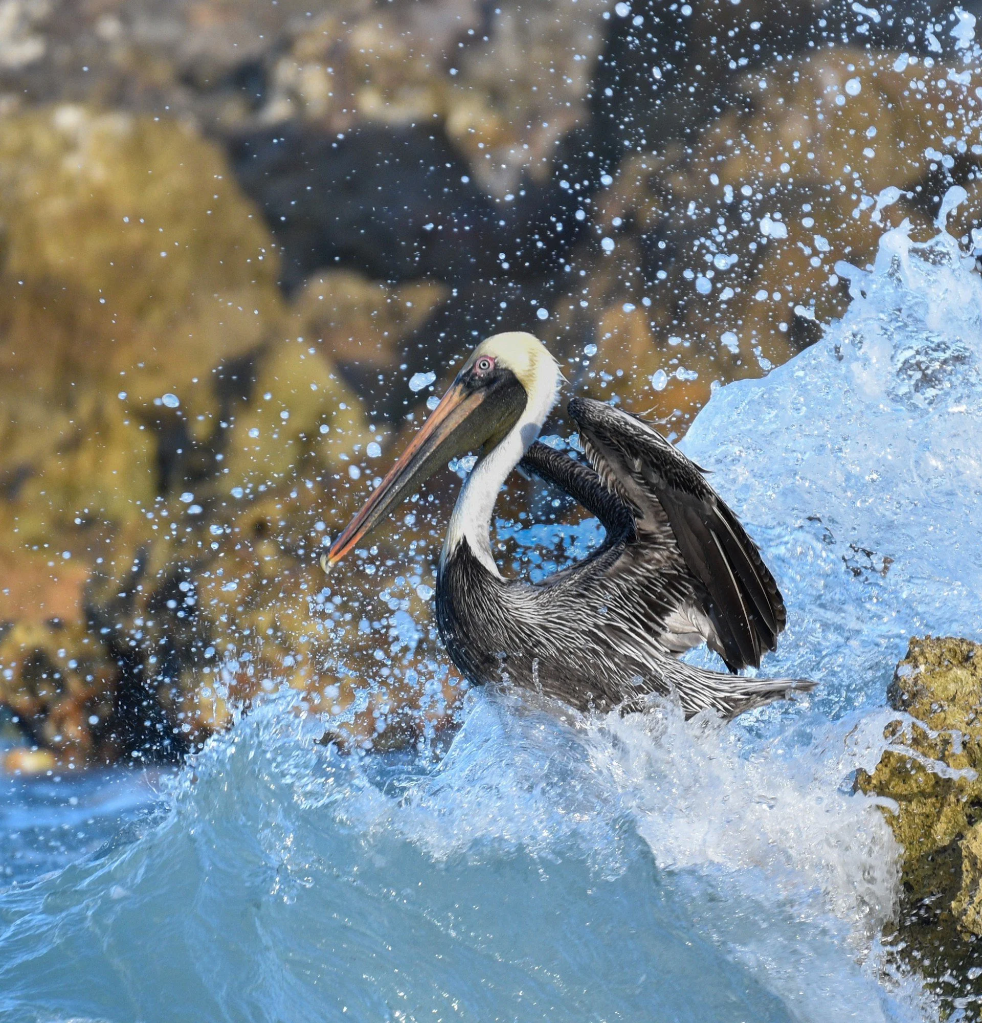 A Pelican splashing down into the water, surrounded by dramatic water spray in a Florida wetland.