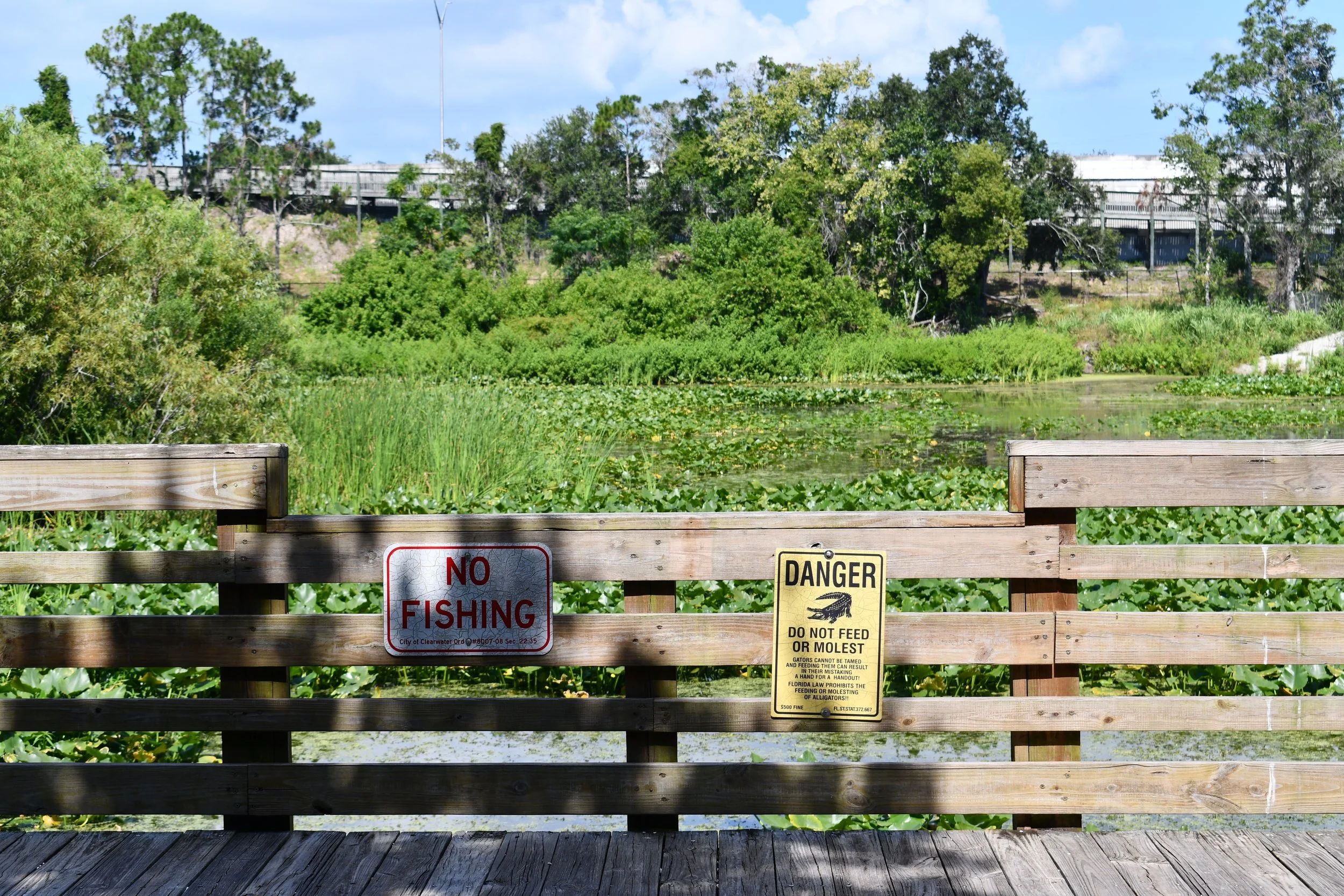 A view from the wooden observation deck overlooking the water and lilies at Moccasin Lake Nature Park in Clearwater, FL