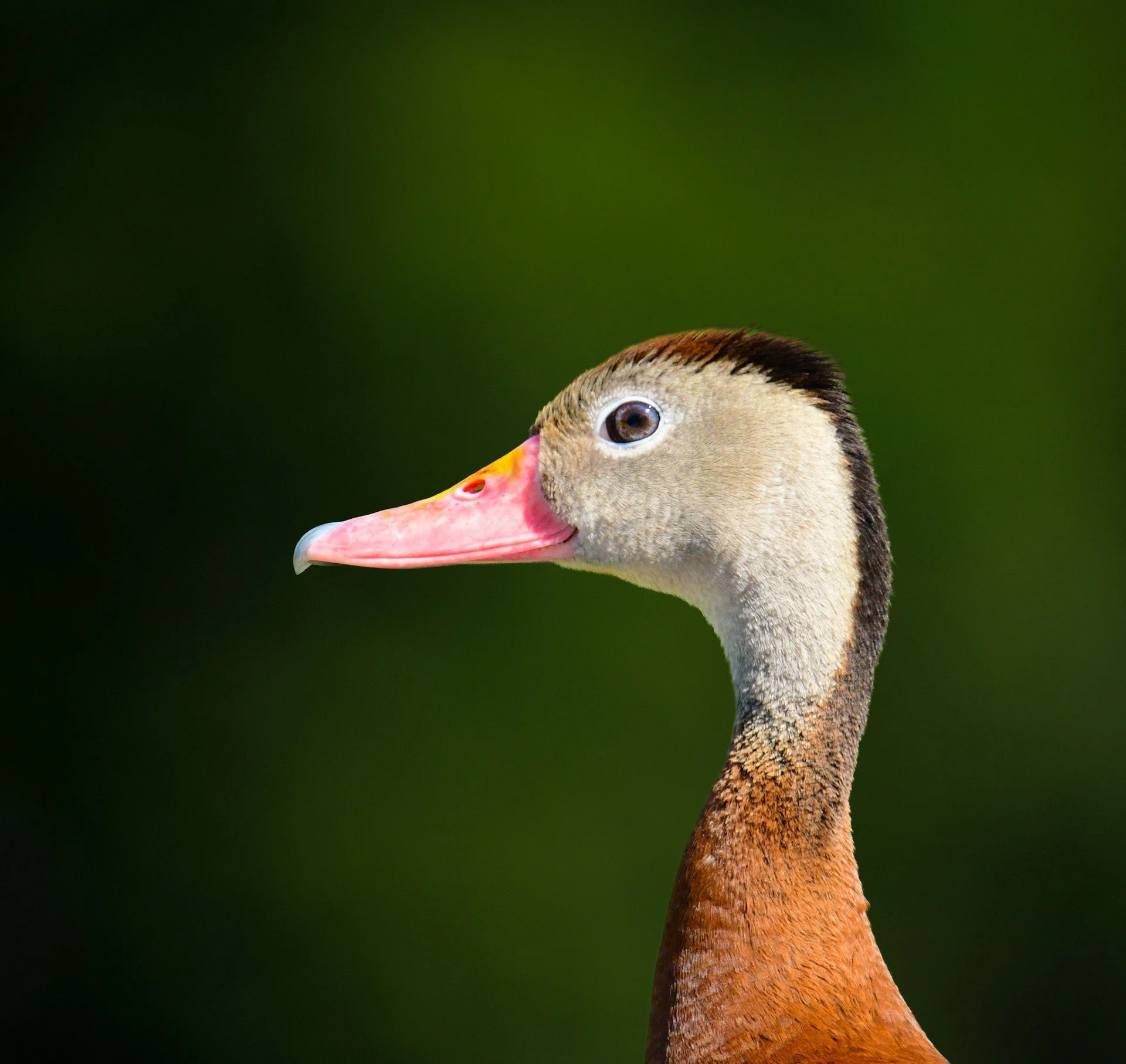 A portrait of a Black-Bellied Whistling Duck, showing its distinct reddish-brown neck and bright pink bill.