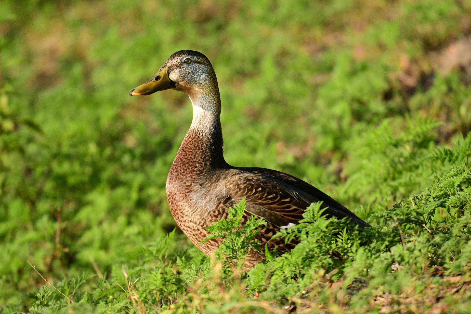 A beautiful Mottled Duck foraging in the lush greenery of a Florida wetland, capturing the natural habitat.