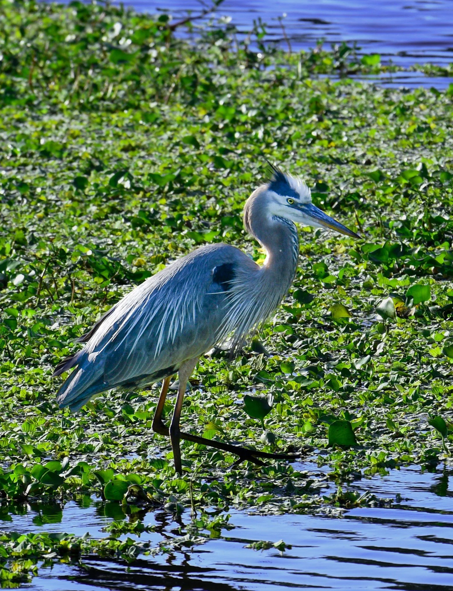 A Great Blue Heron standing in the shallow, reflective water of a Florida marsh, perfectly still in its natural habitat.