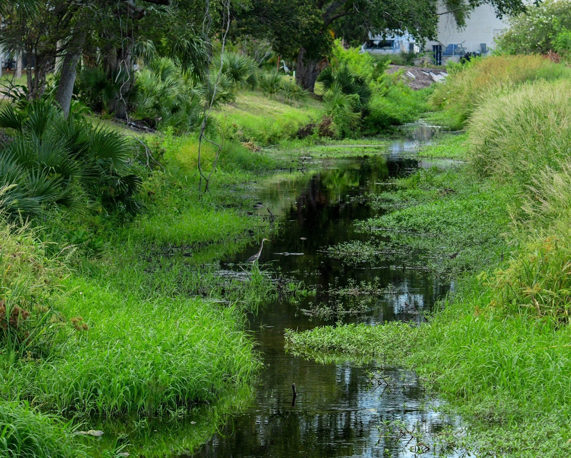 A tranquil canal in Largo, FL, featuring reflections of the surrounding trees, blooming pickerelweed, and lush green vegetation along the bank.