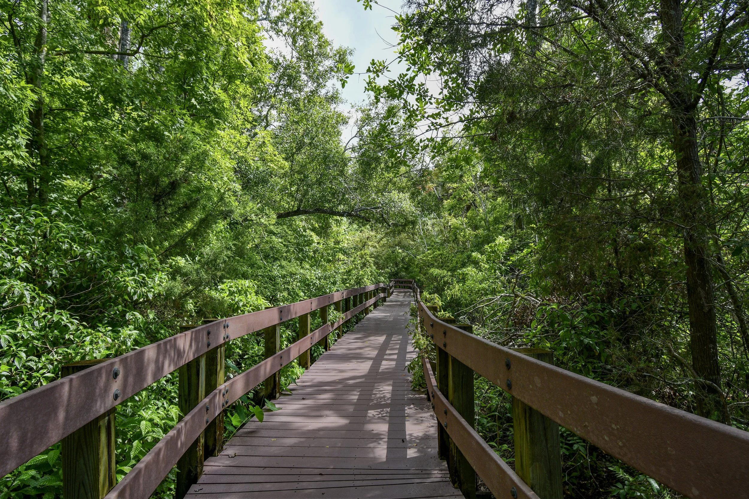 Wooden boardwalk surrounded by dense green foliage at Largo Central Park Nature Preserve.