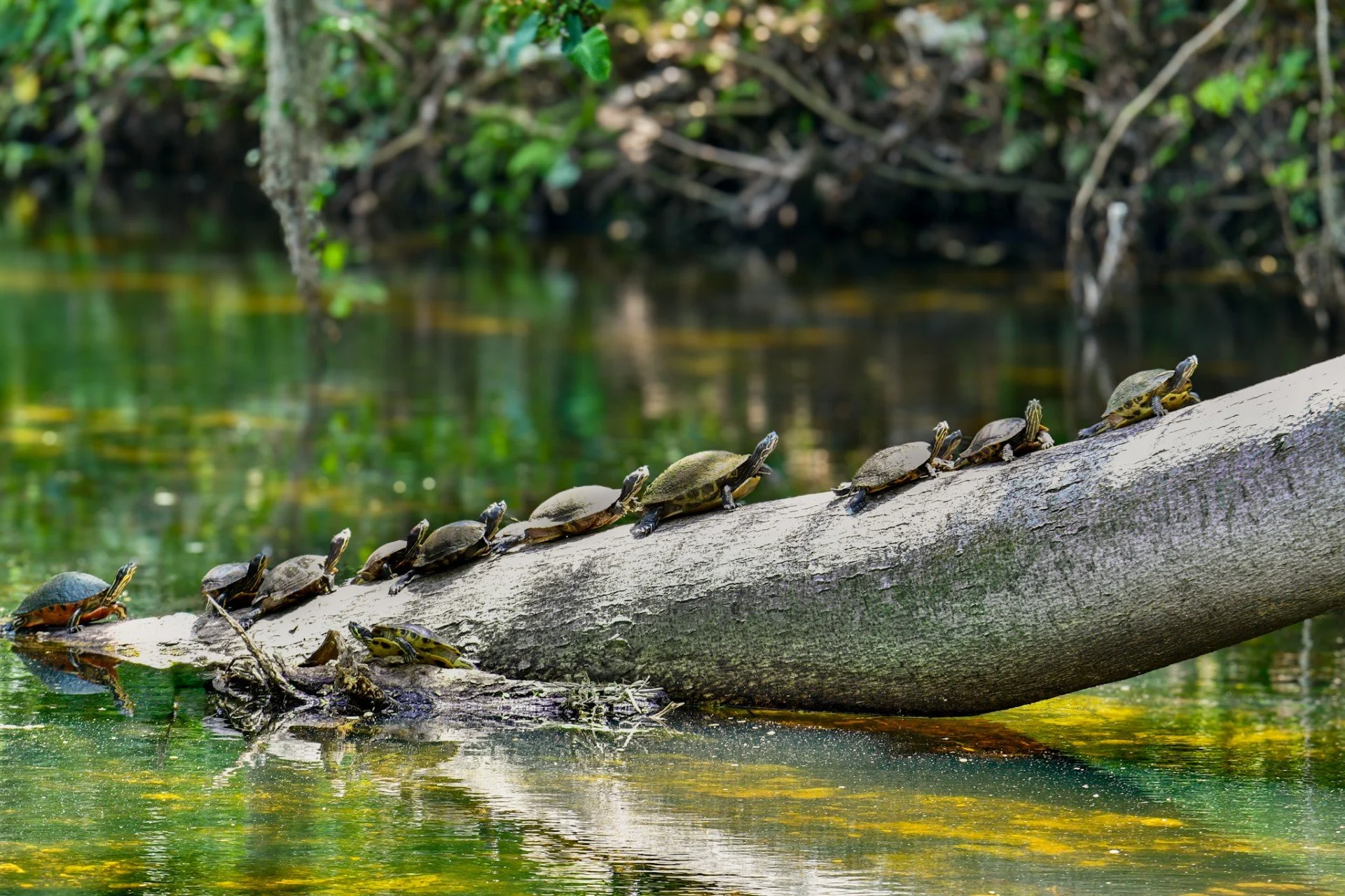 Group of turtles resting on a weathered log in a tranquil Florida wetland, surrounded by reflective water.
