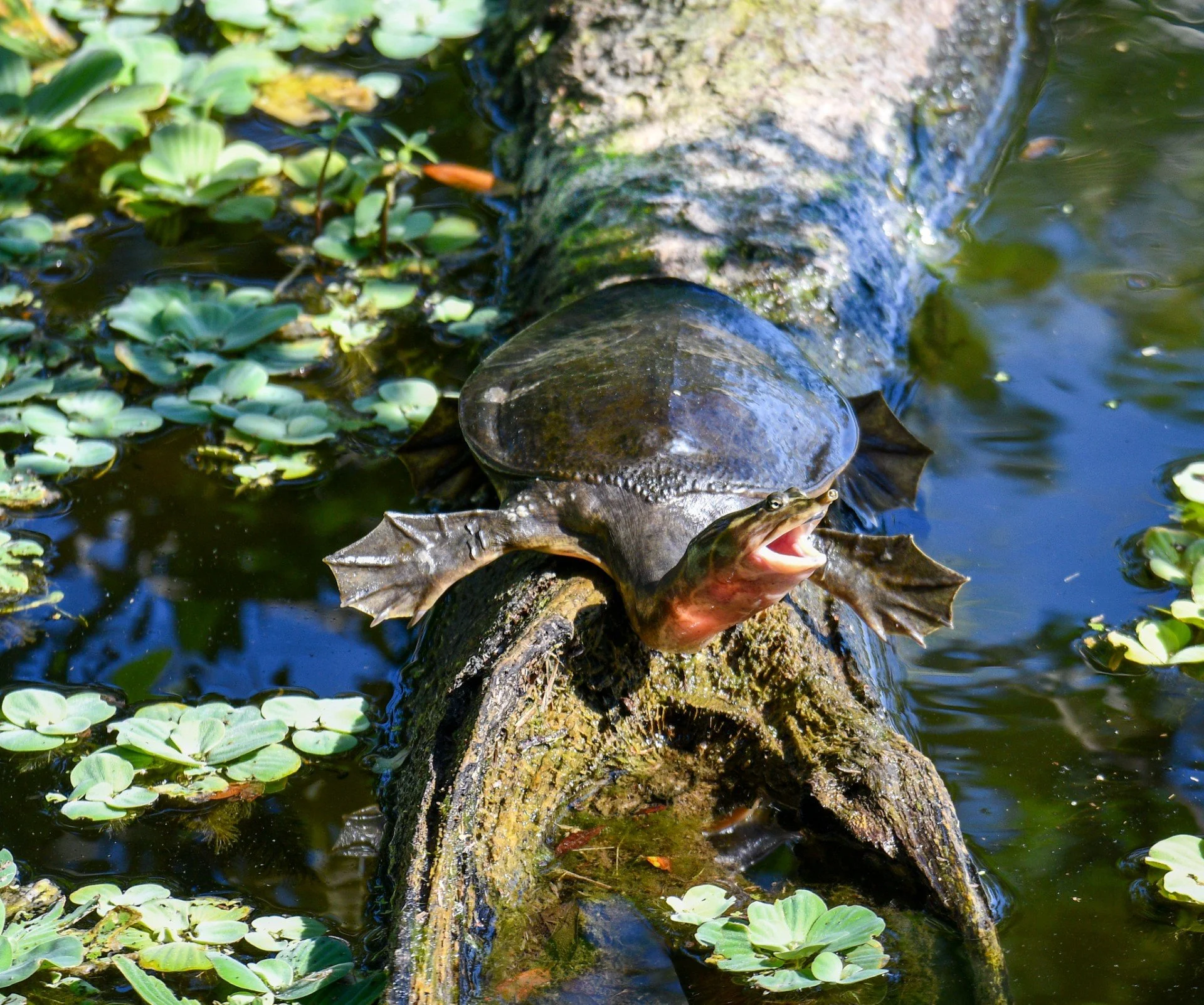 A turtle perched on a weathered, mossy log in calm water, surrounded by lily pads and reflections of the surrounding wetland.