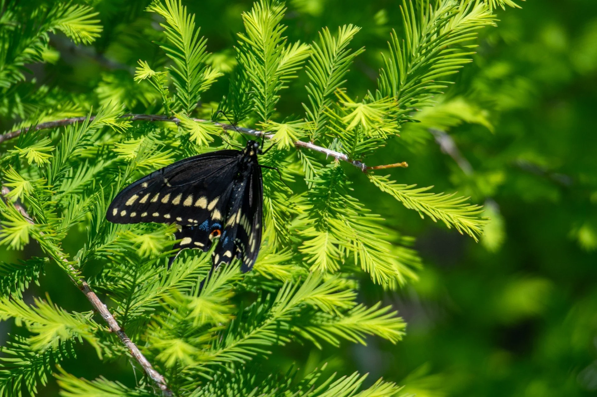 A detailed shot of a Black Swallowtail Butterfly resting on the vibrant green needles of a coniferous tree in a Florida garden.