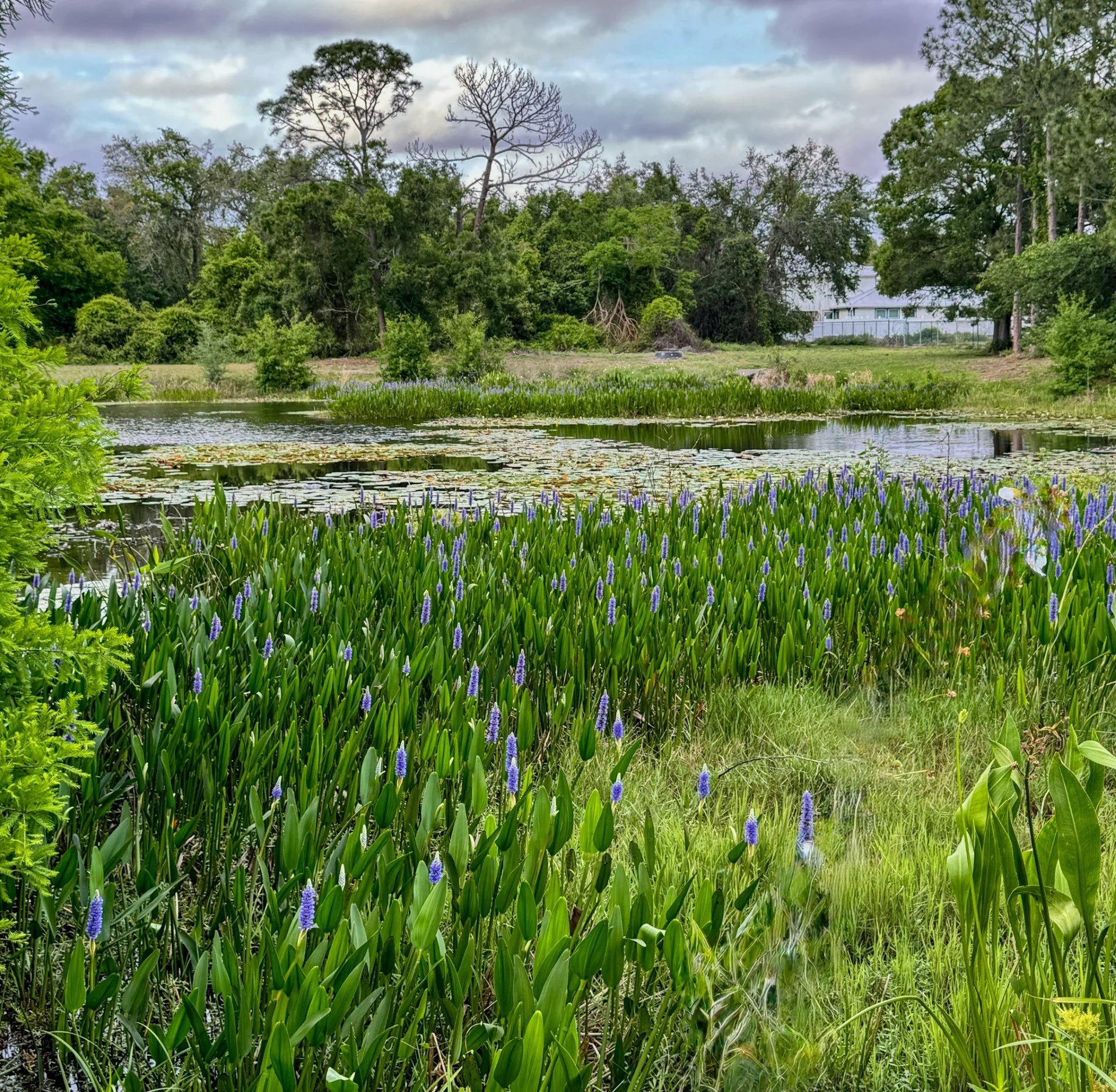 A serene view of a Florida wetland with lush green grasses and a small pond.