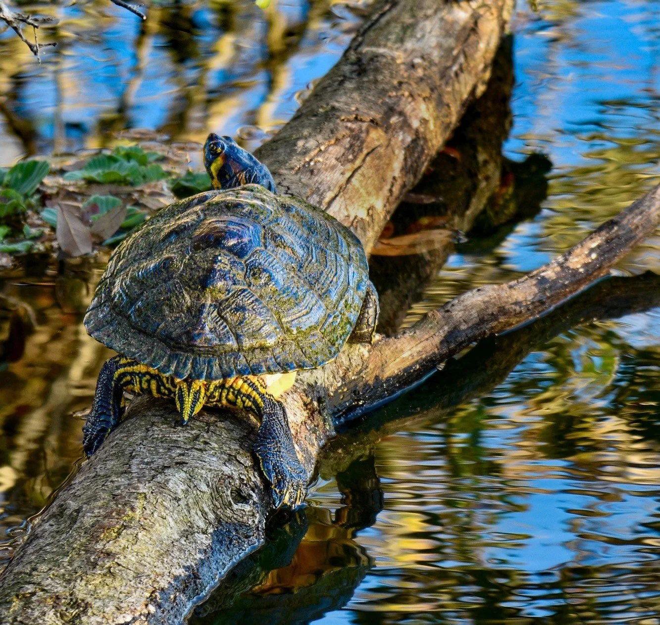 A turtle resting on a weathered log in a tranquil Florida wetland, surrounded by reflective water.