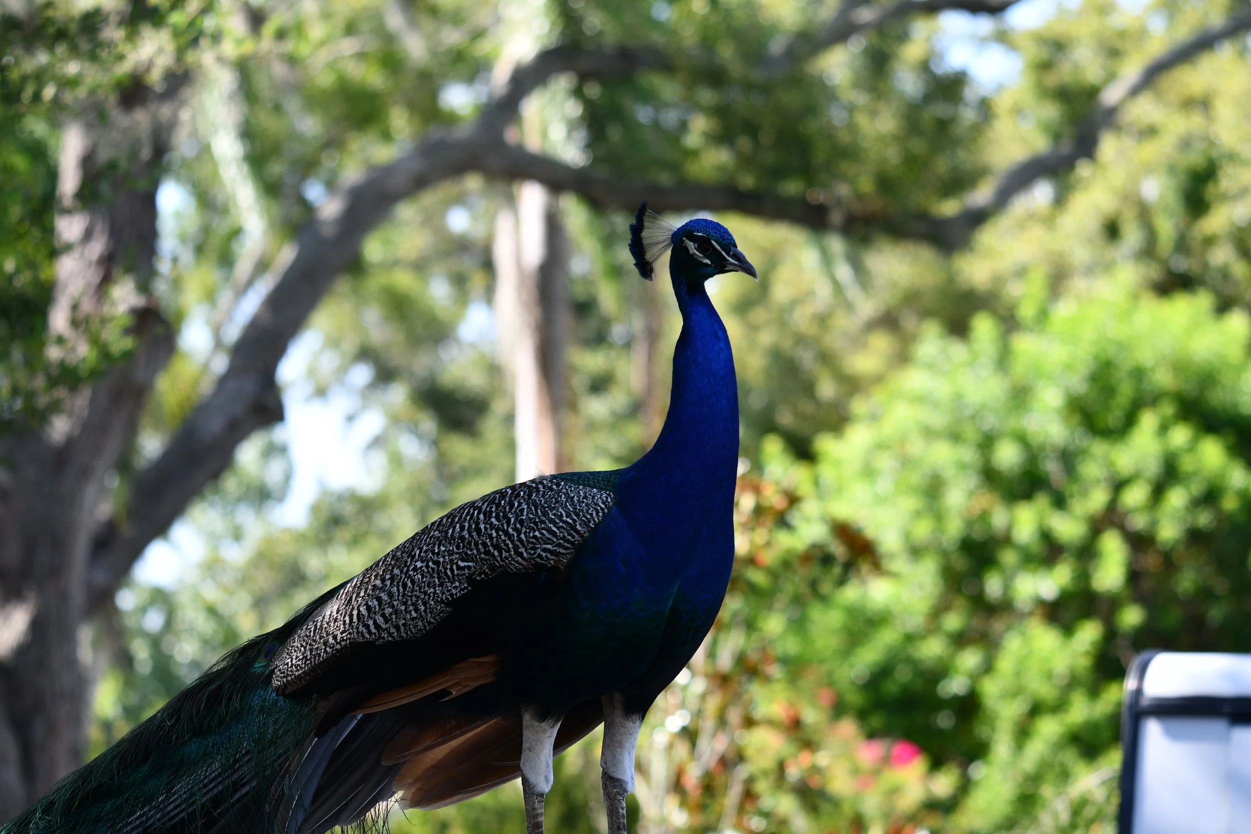 A majestic peacock preening on the bed of a 4x4 pickup truck at Moccasin Lake Nature Park in Clearwater, FL