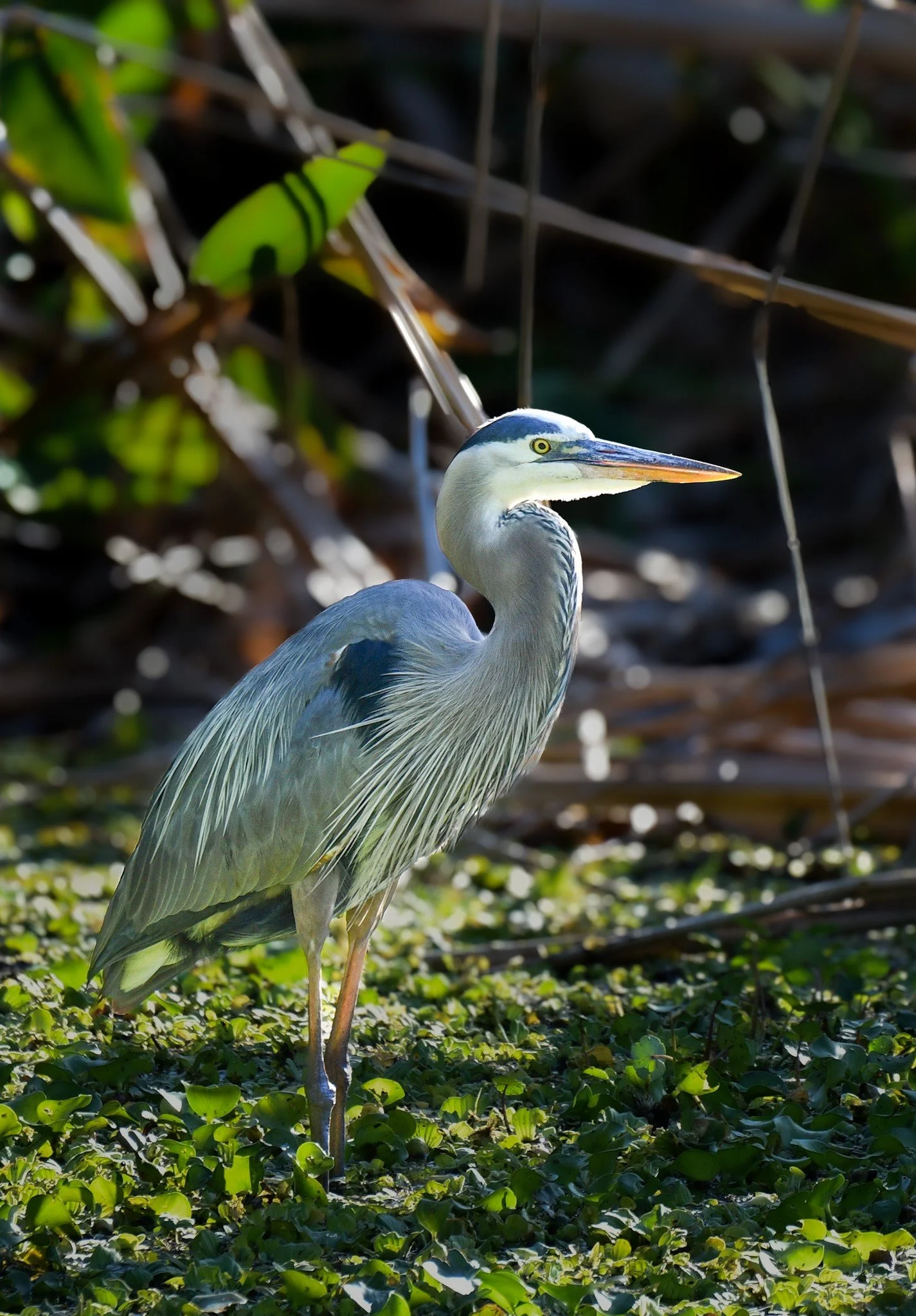 A Great Blue Heron standing still in the calm, shallow water of a Florida wetland.