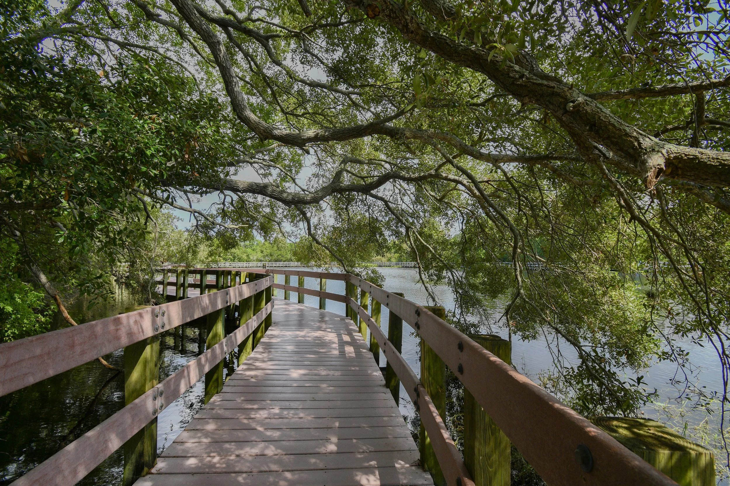 Tree canopy over boardwalk at largo central park nature preserve