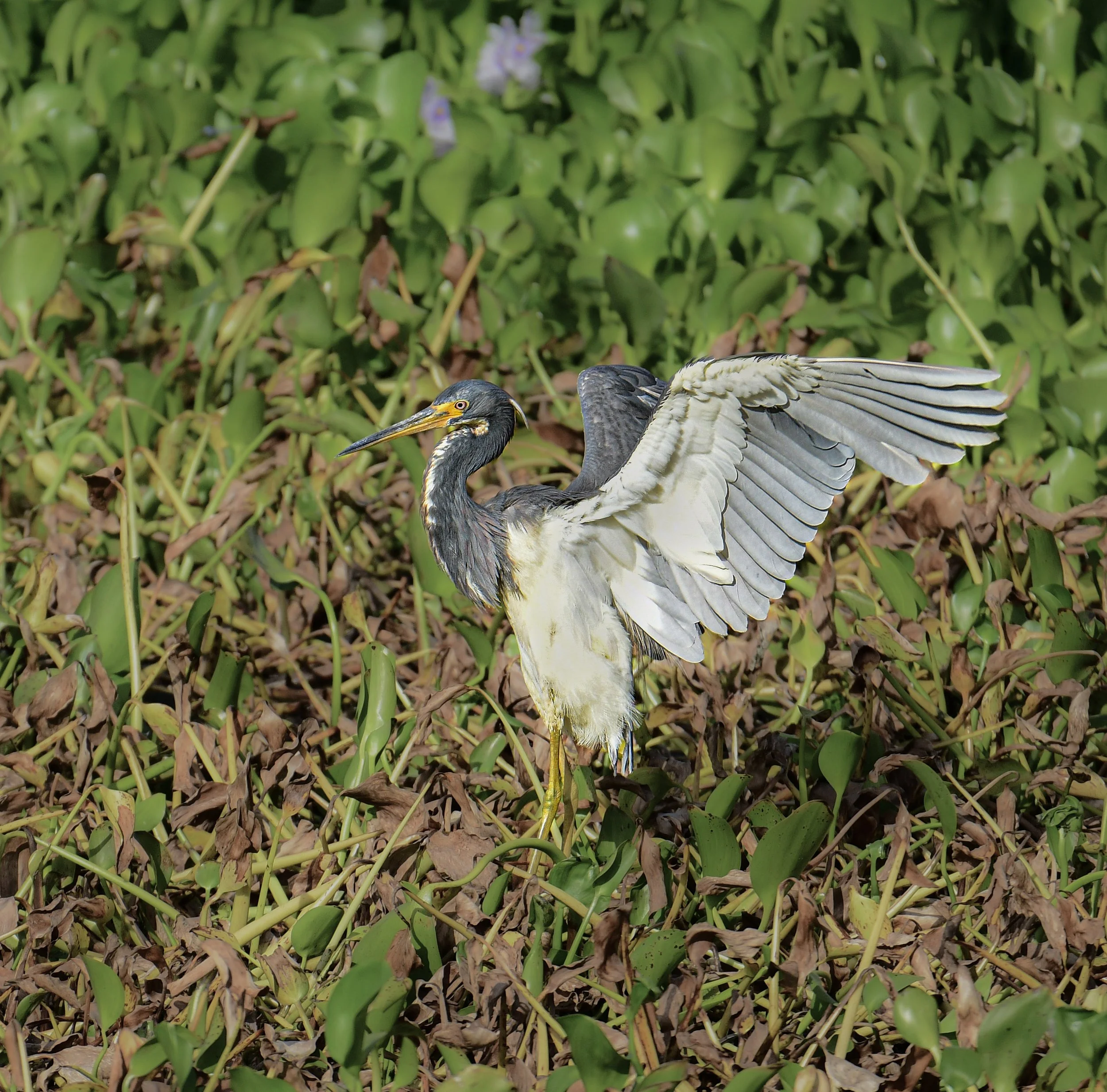 Tricolored heron standing among water hyacinths with its wings spread wide.