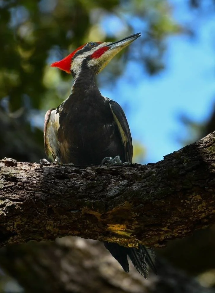 A stunning Pileated Woodpecker perched on a tree branch at Moccasin Lake Nature Park in Clearwater, FL
