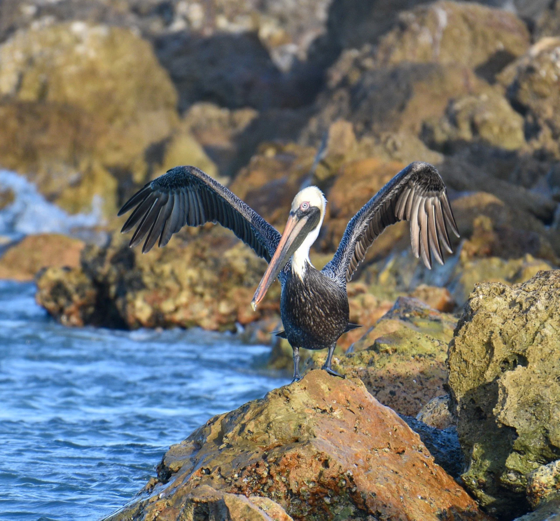 A Brown Pelican drying its wings on the Sand Key beach jetty, 