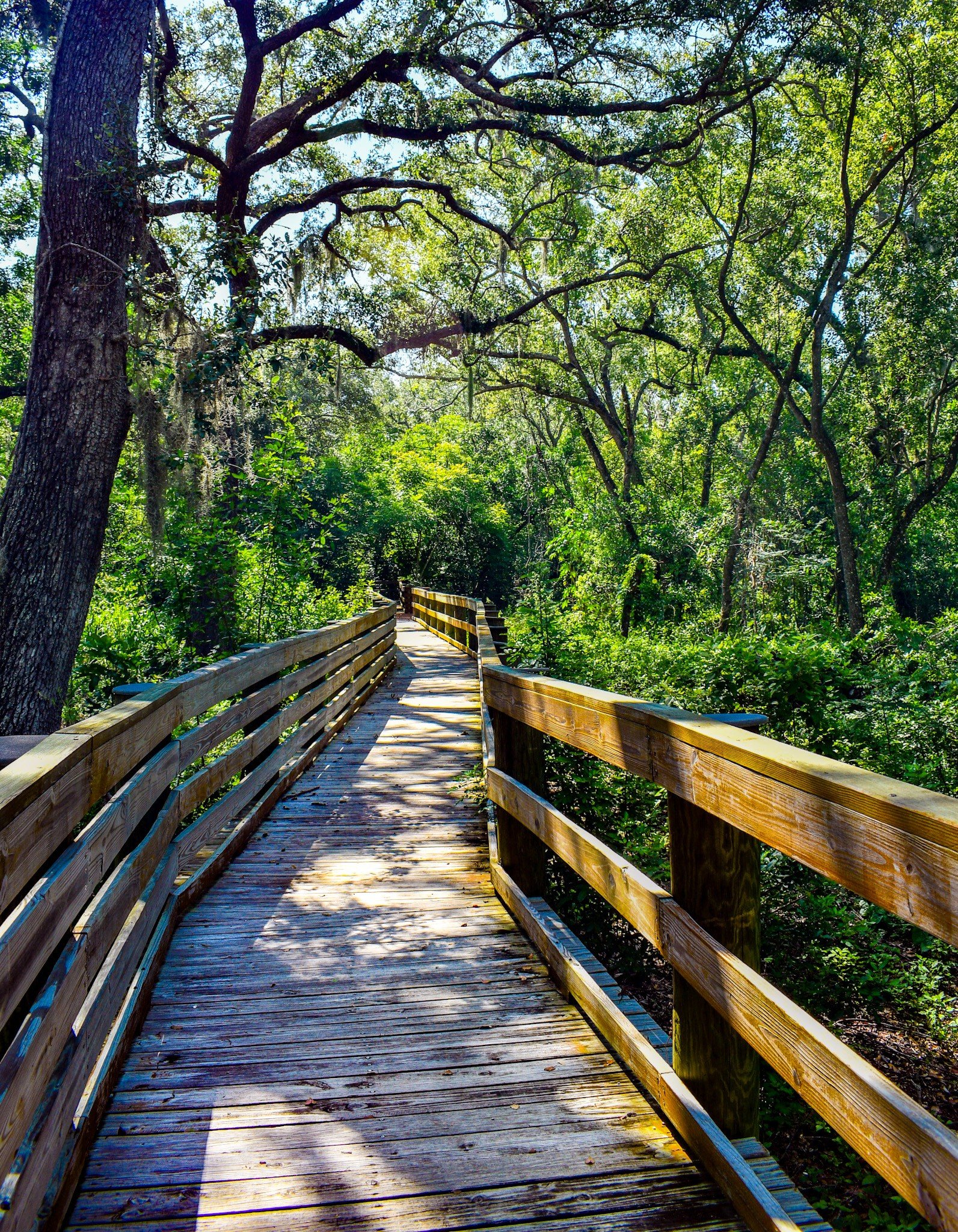 A wooden boardwalk winding through a lush, green nature preserve with tall trees at Moccasin Lake Nature Park.