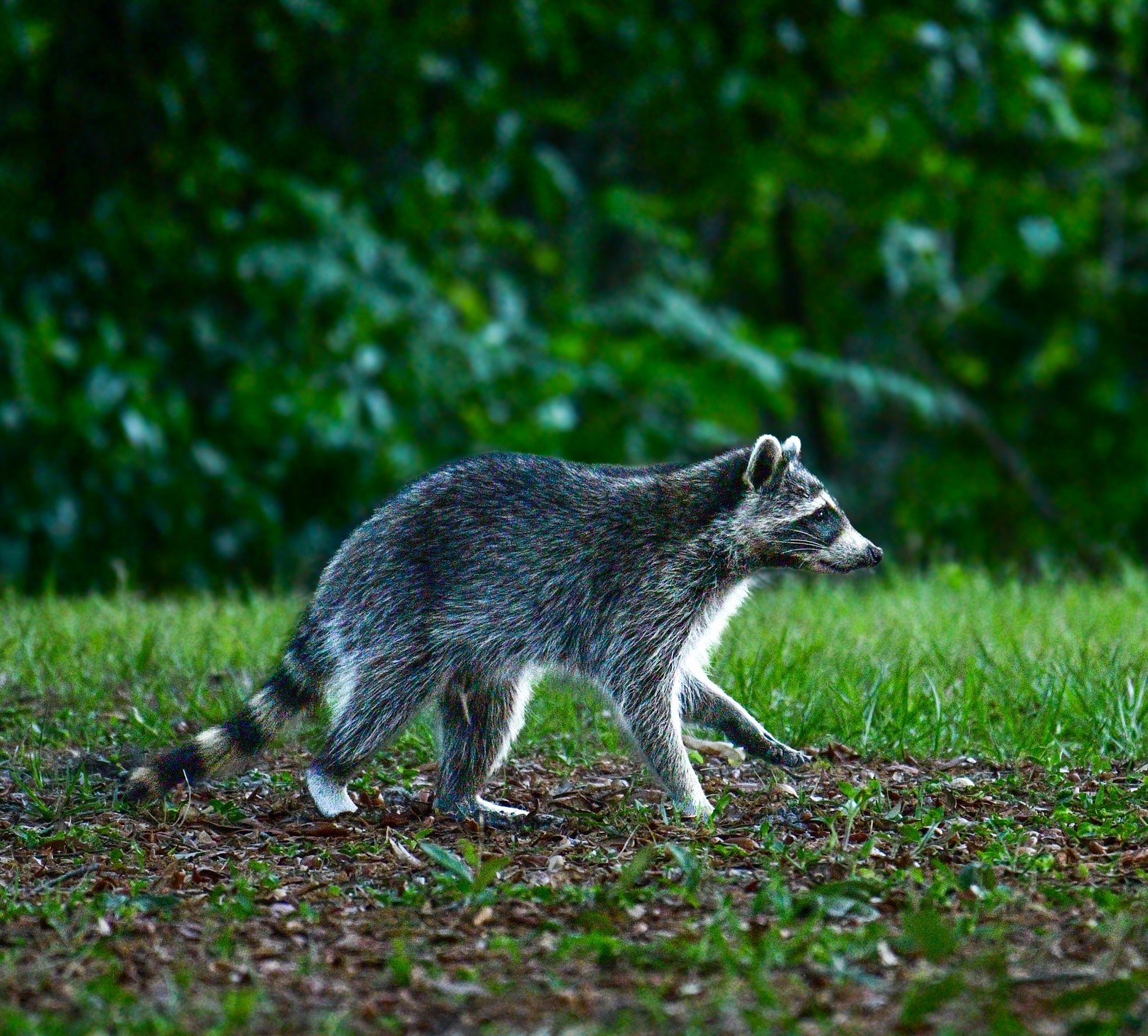 A raccoon walking through a lush green grassy area in a natural Florida habitat.