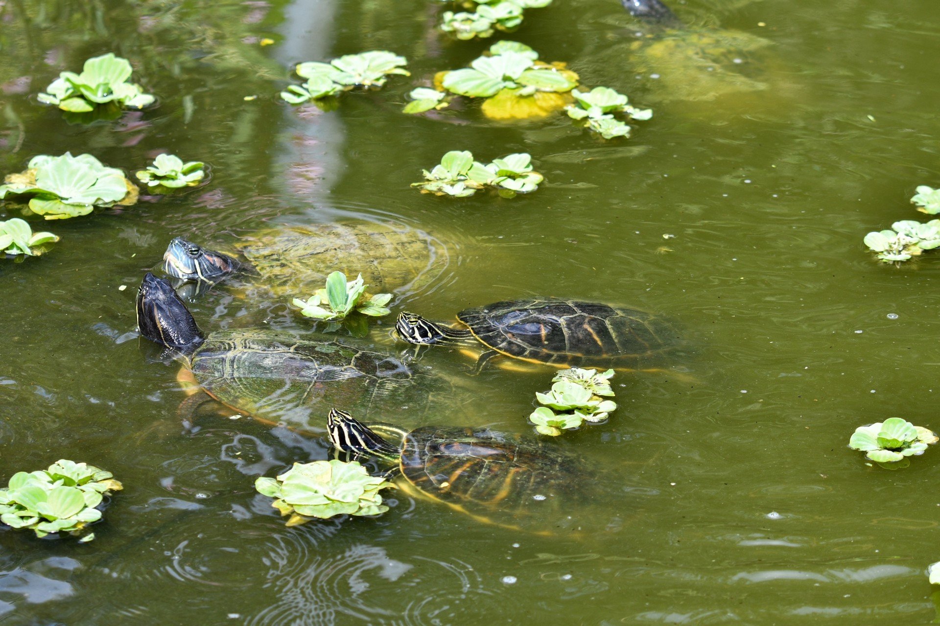 A group of turtles basking in a man-made pond at the butterfly garden in Moccasin Lake Nature Park, Clearwater, FL