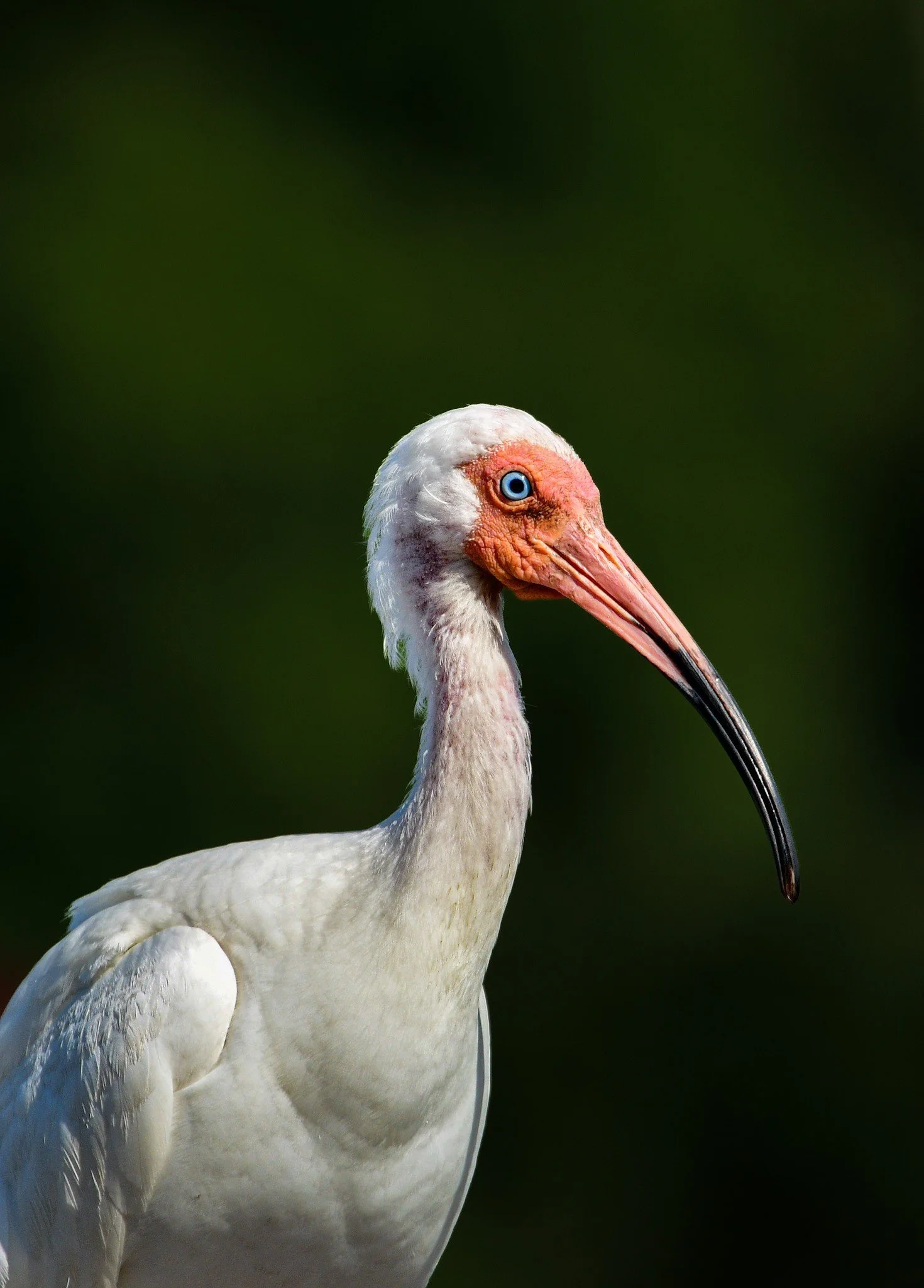 A close-up portrait of a White Ibis with its characteristic curved beak, set against the natural greenery of a Florida wetland.