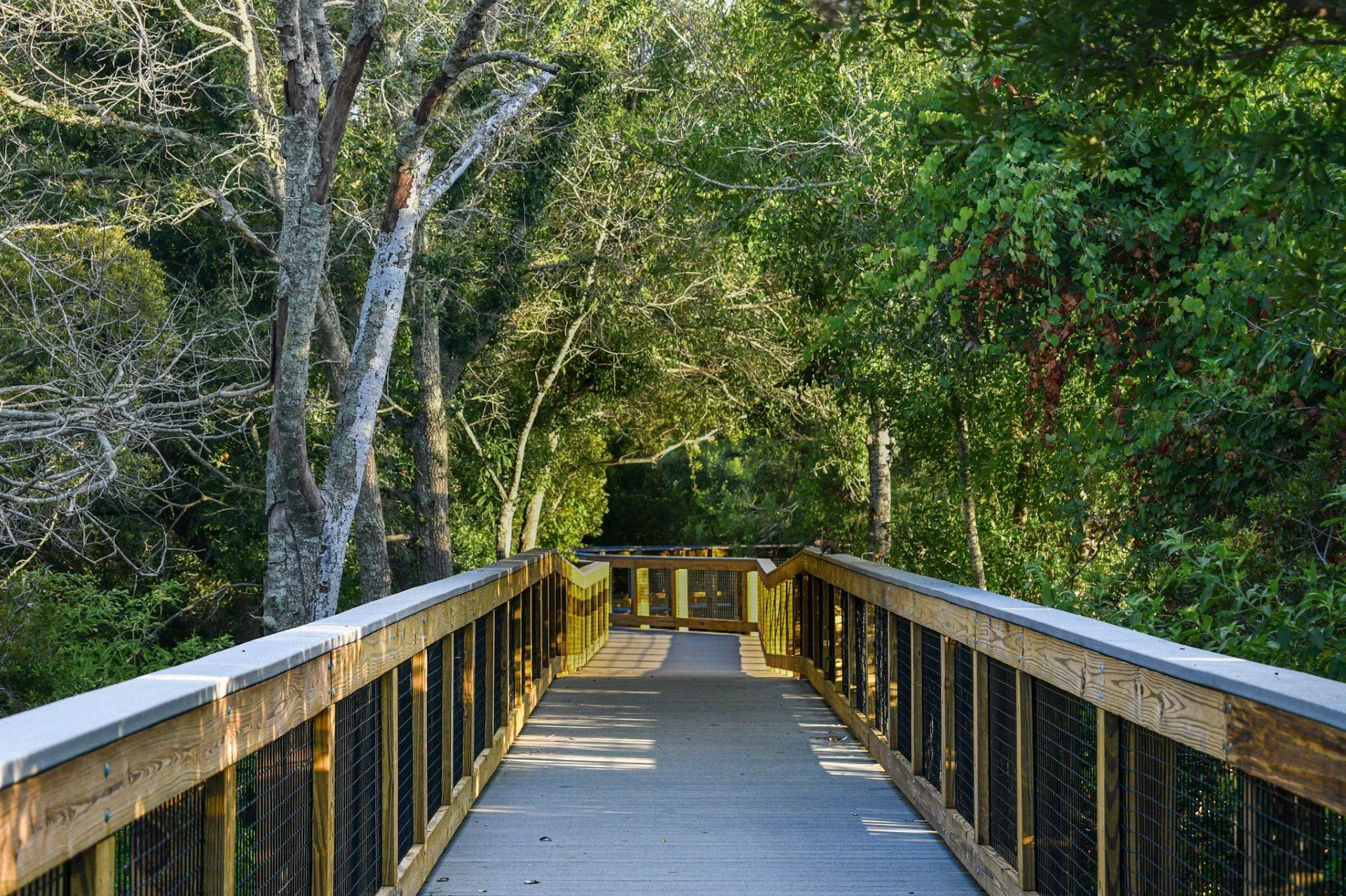 sunlit wooden boardwalk stretching into the lush green trees and wetland at Eagle Lake Park in Largo, FL