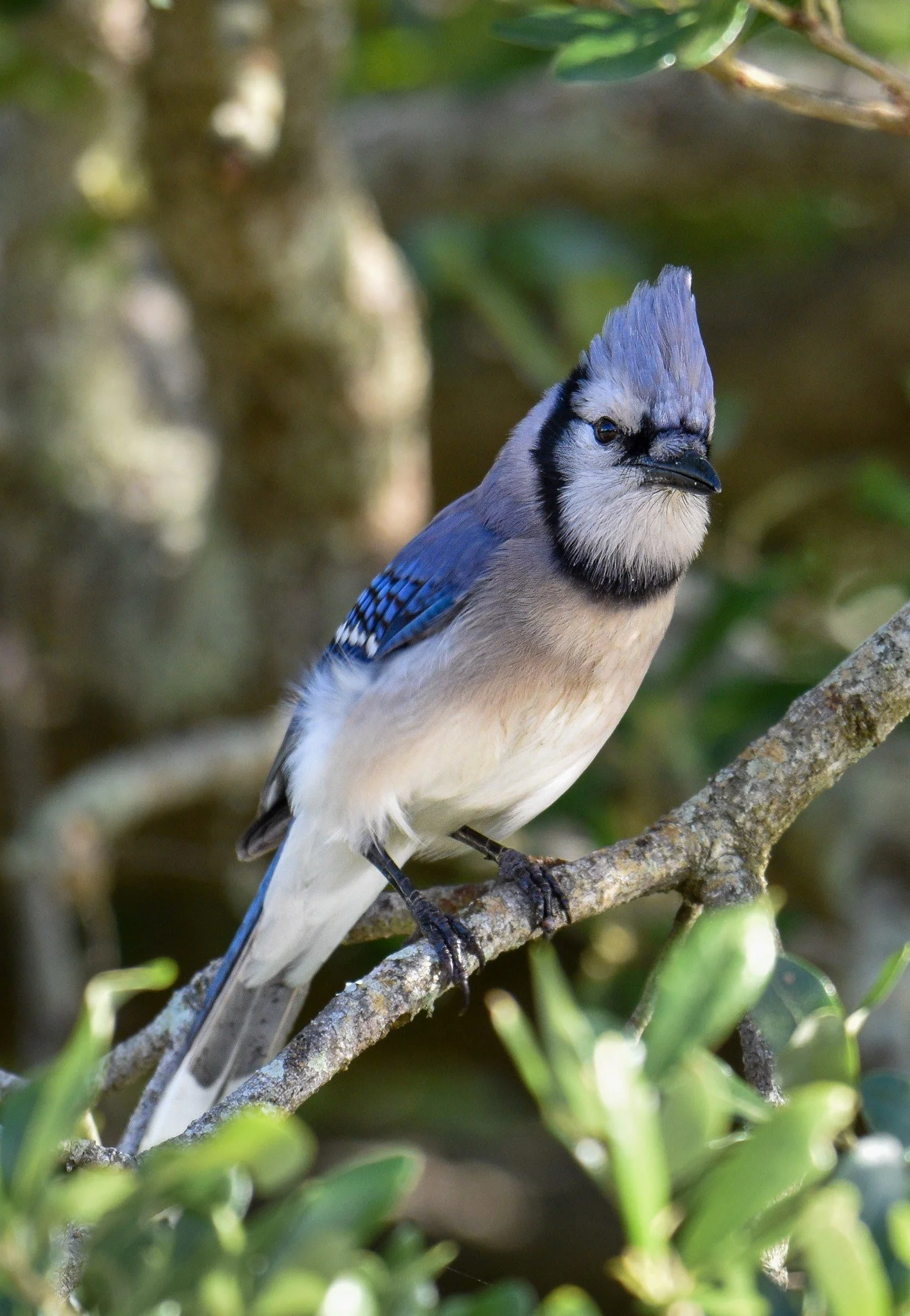 A vibrant Blue Jay perched on a branch in a lush, green Florida setting, capturing the sharp detail of its plumage.