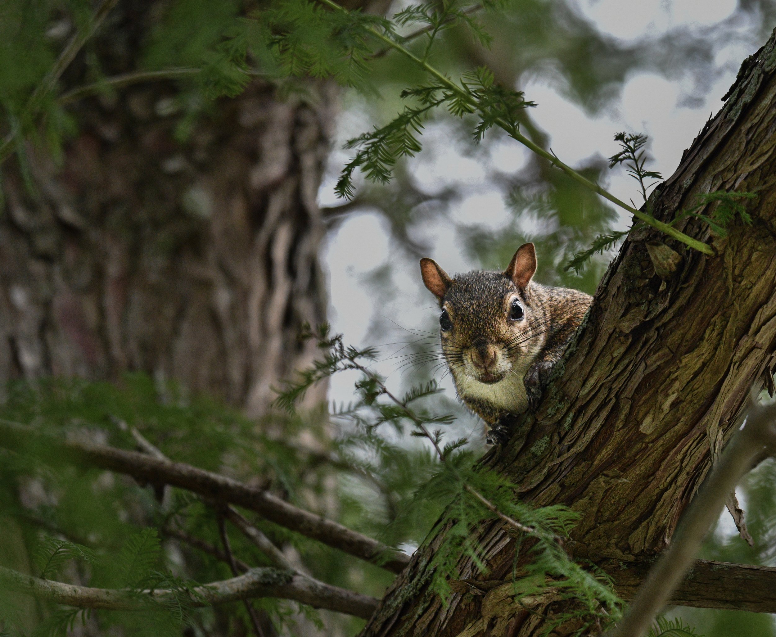 Gray squirrel peeking around a tree trunk among leafy branches in a wooded Florida nature preserve.